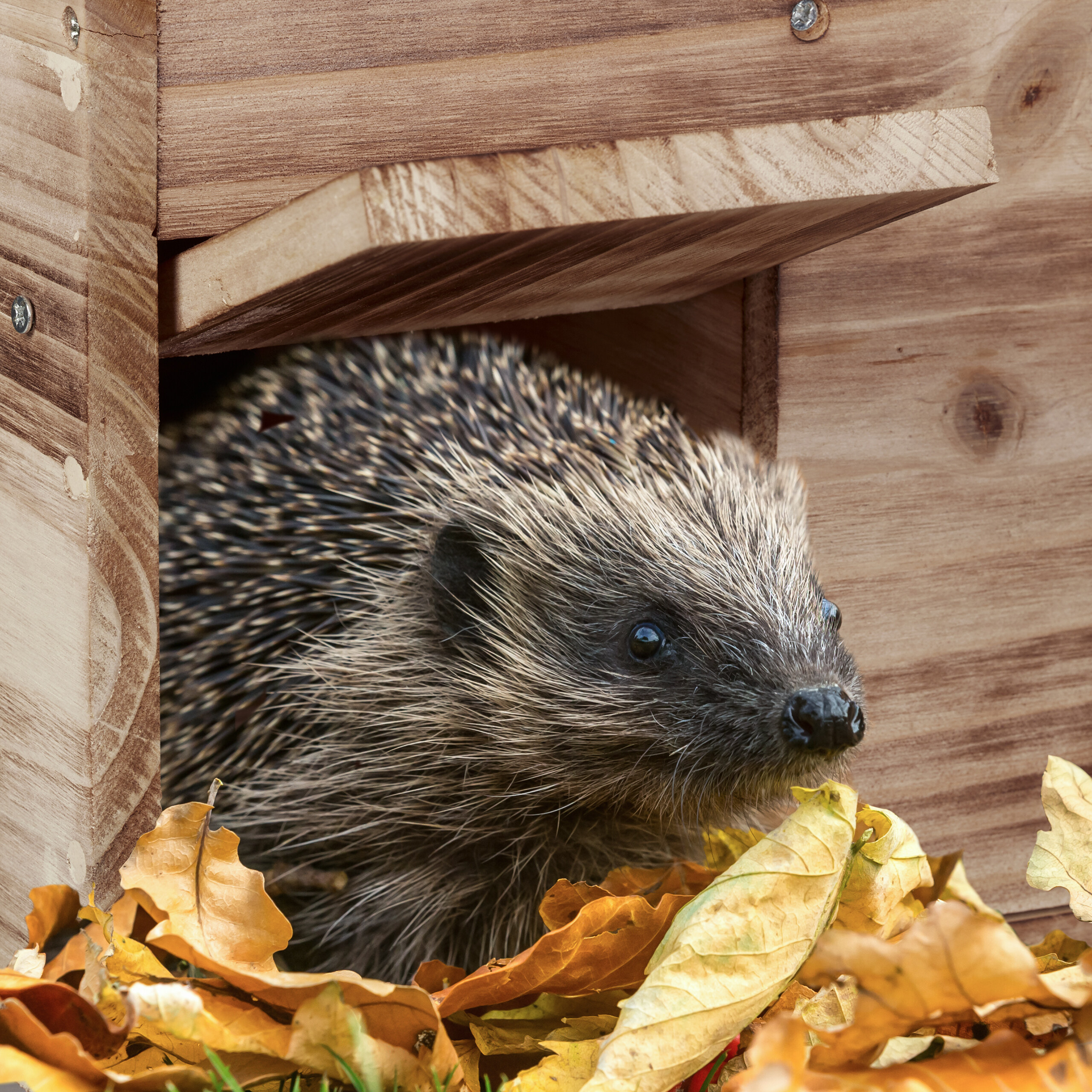Ein Igel schaut aus einem hölzernen Igelhaus, umgeben von gelben Herbstblättern.