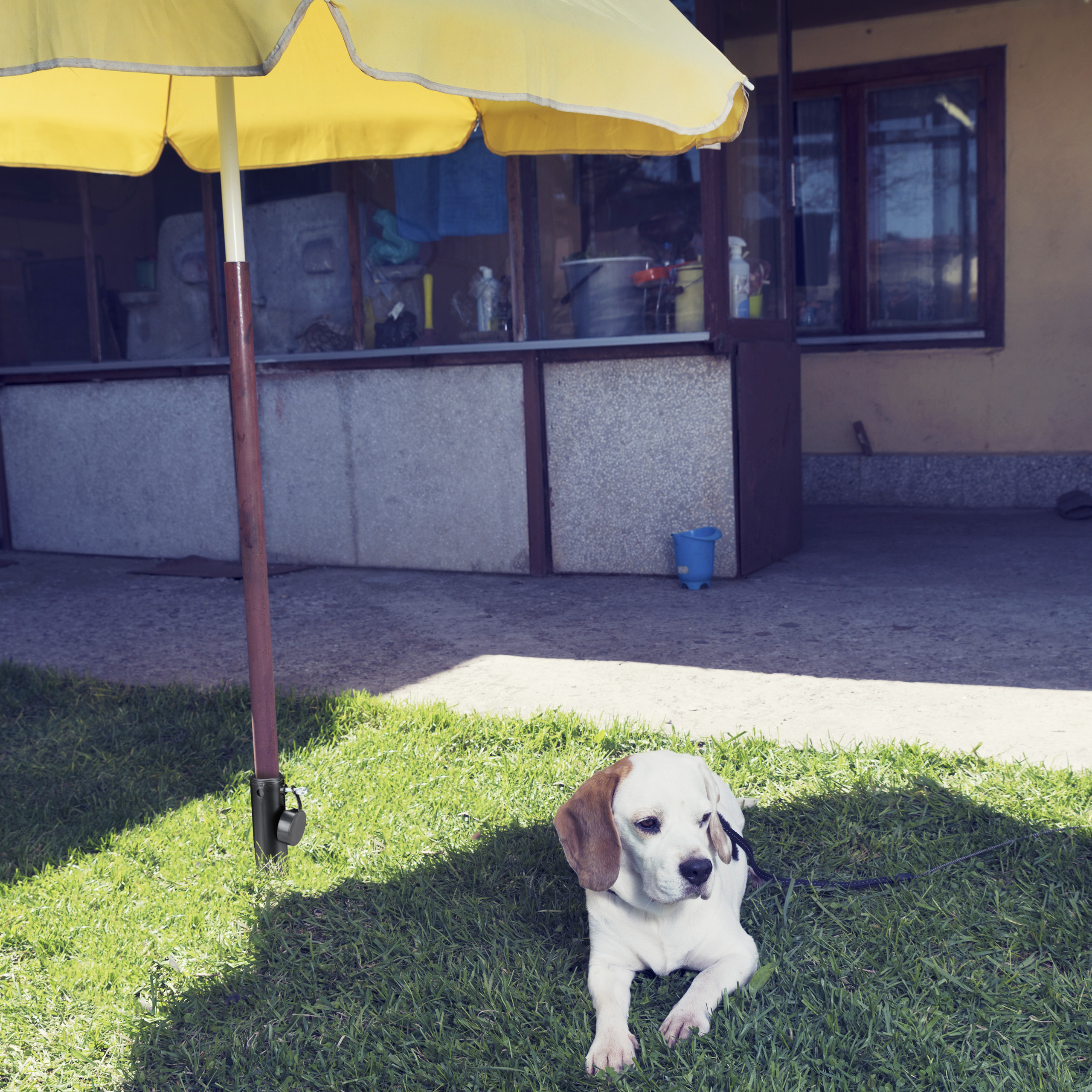 Ein weiß-brauner Hund liegt im Schatten eines gelben Sonnenschirms auf grünem Gras vor einem Gebäude.