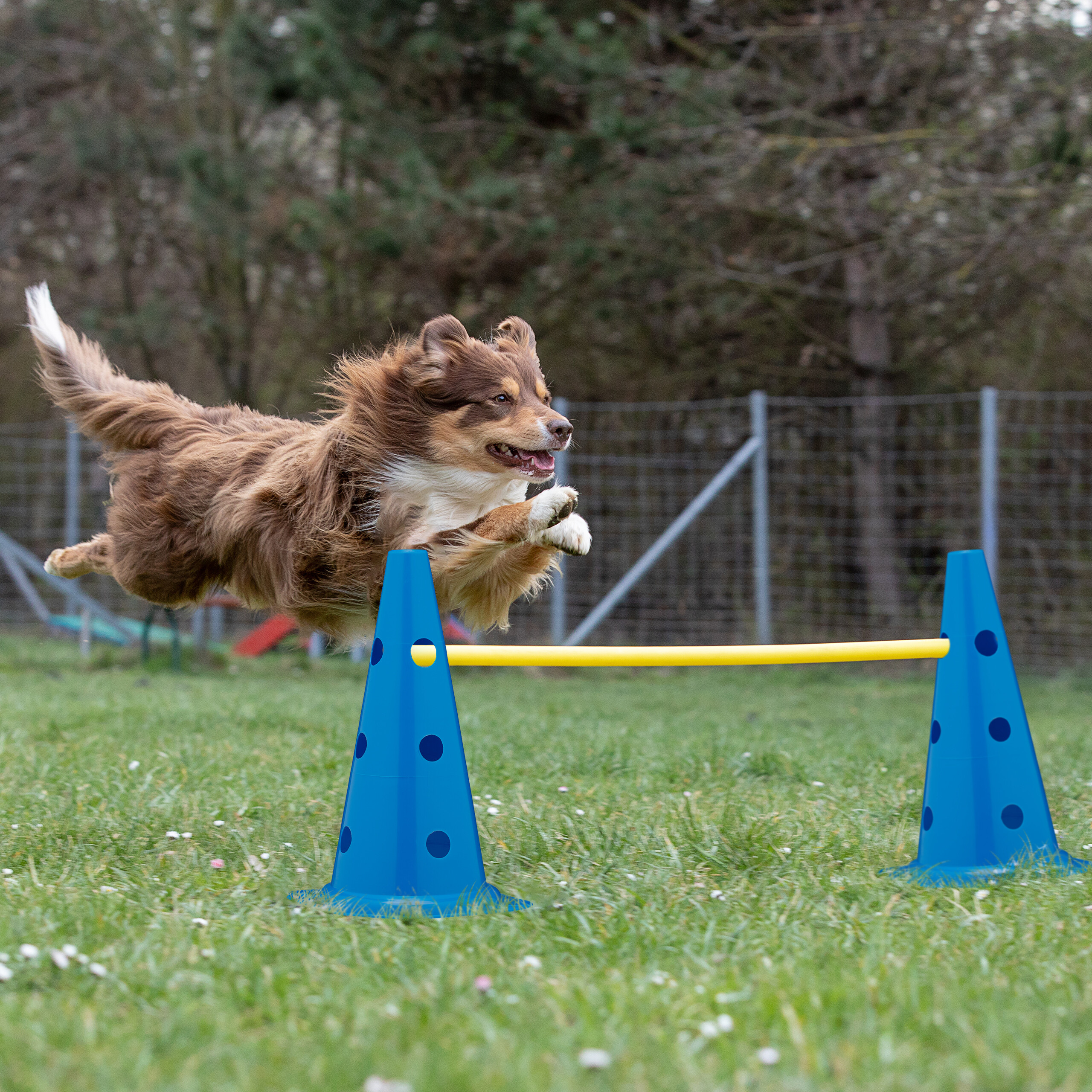 Ein brauner Hund springt im Gras über ein Agility-Hindernis aus blauen Kegeln und gelber Stange.