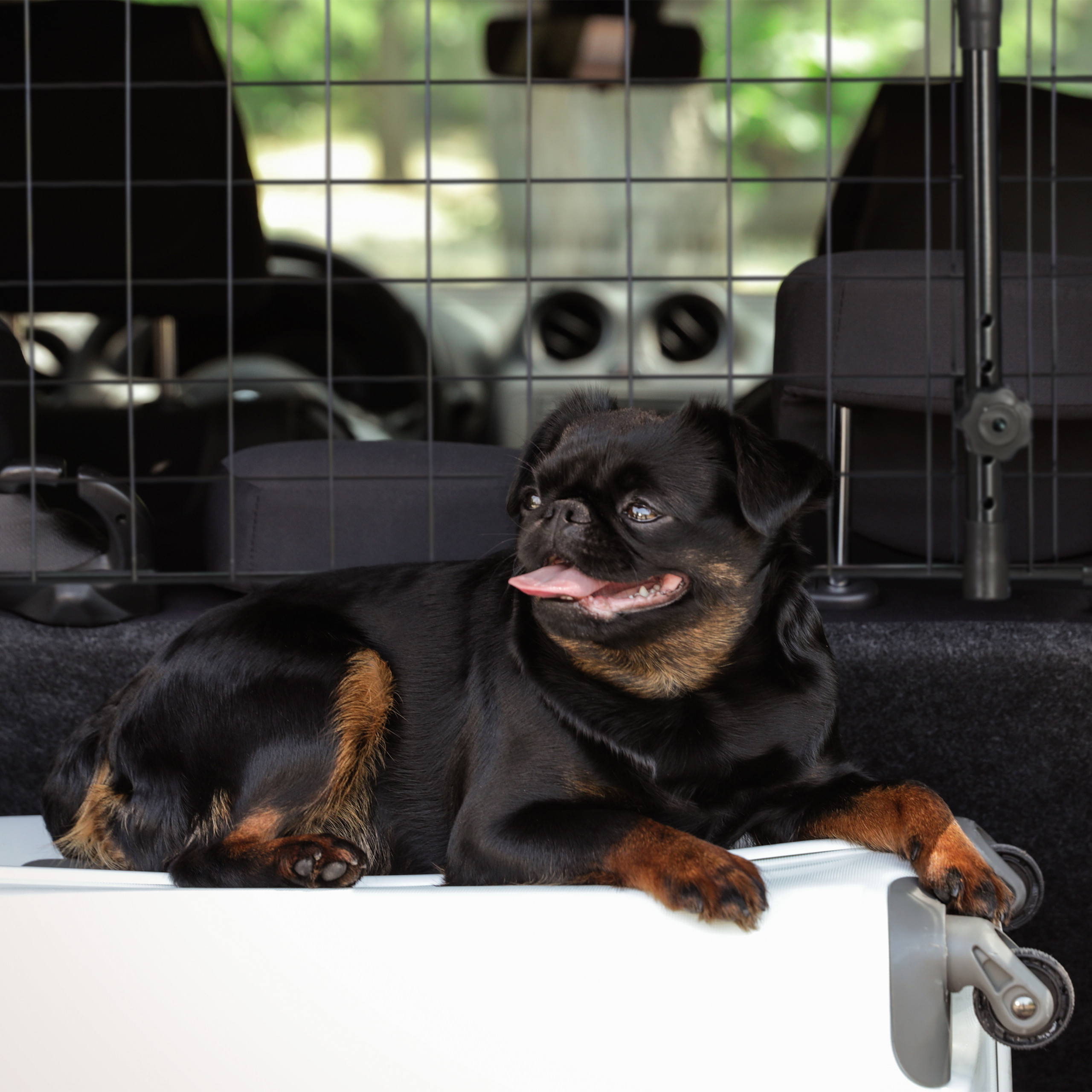 Ein schwarzer Hund mit braunen Pfoten und heraushängender Zunge liegt auf einem Koffer im Kofferraum eines Autos.