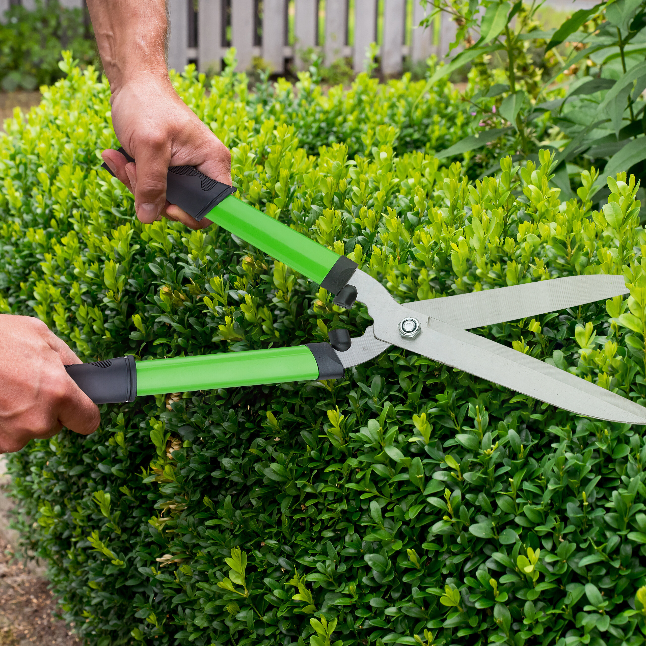 Ein Gärtner trimmt eine grüne Hecke mit einer Gartenschere.