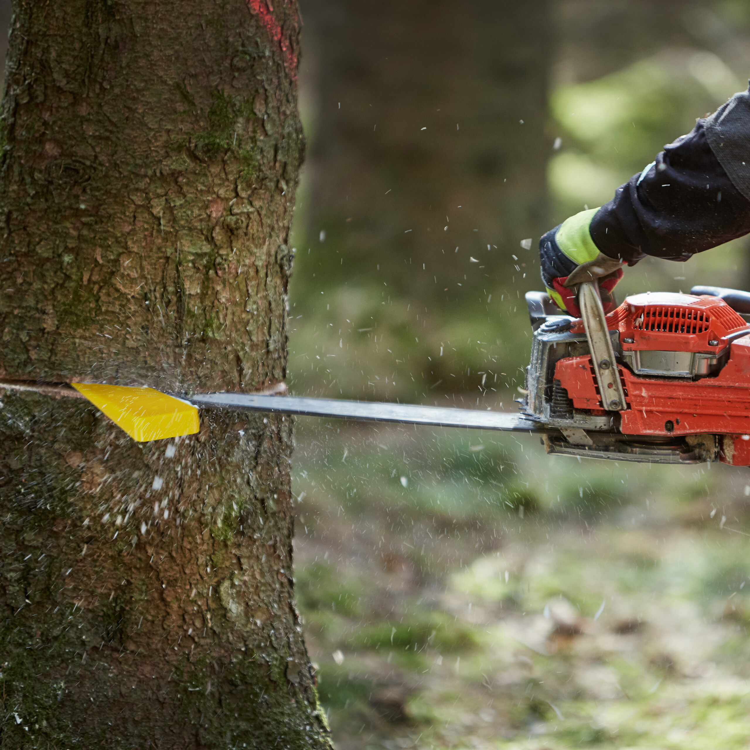 Person sägt mit roter Kettensäge einen Baumstamm im Wald; gelber Keil im Schnitt.
