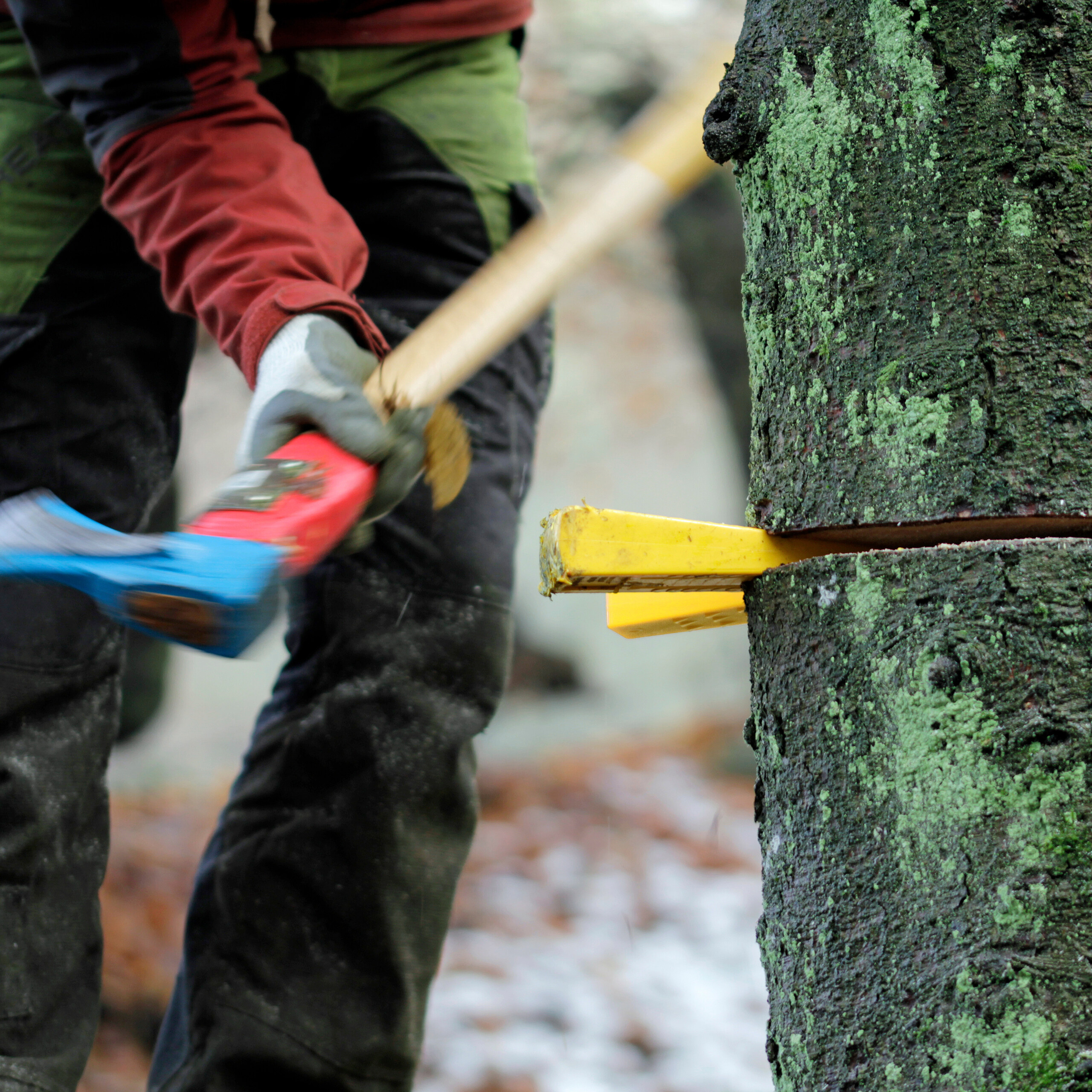 Lumberjack schlägt mit einem Vorschlaghammer auf gelbe Keile in einem gesägten Baum.