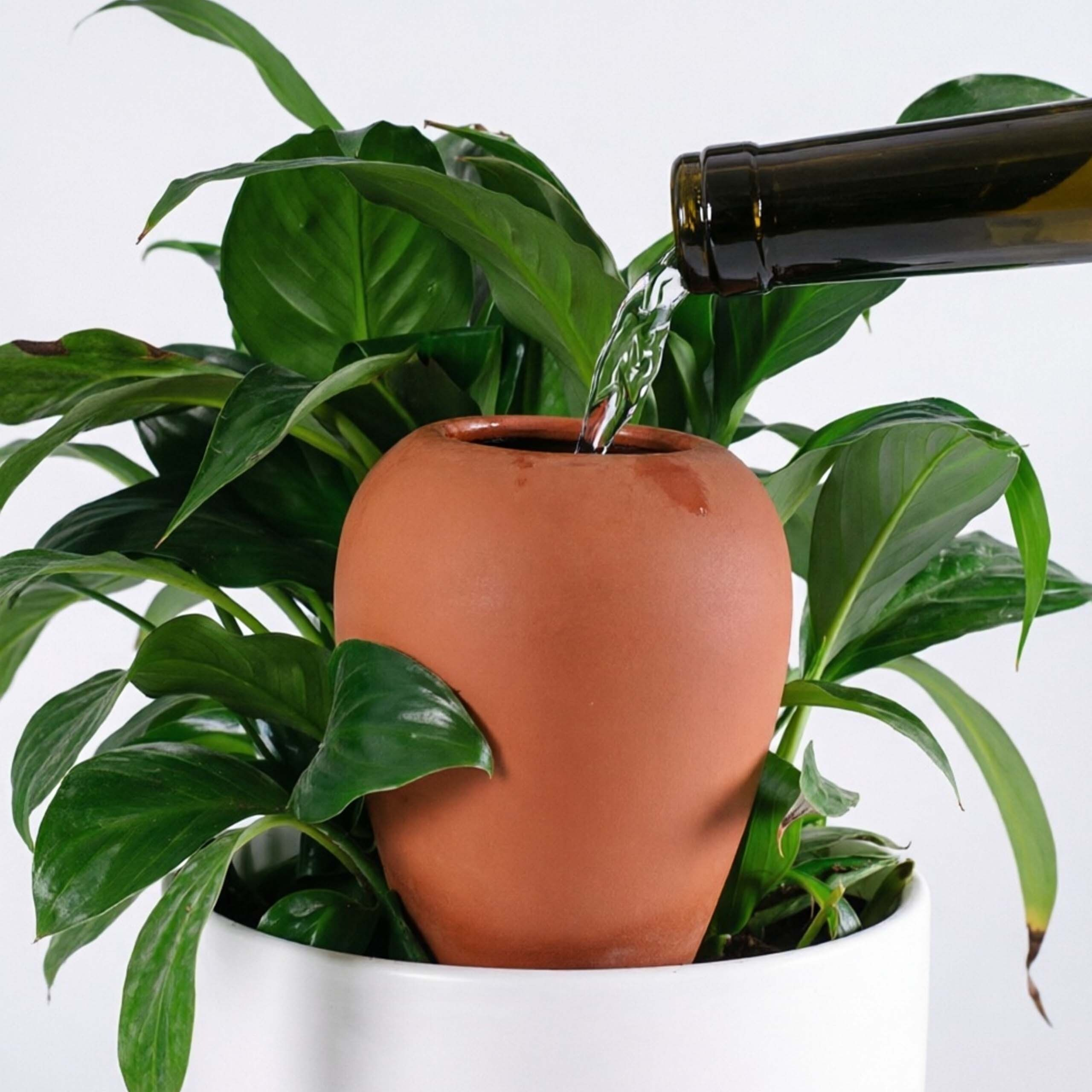 Wasser gießt aus einer Flasche in einen Terrakotta-Wasserspender in einer Topfpflanze.