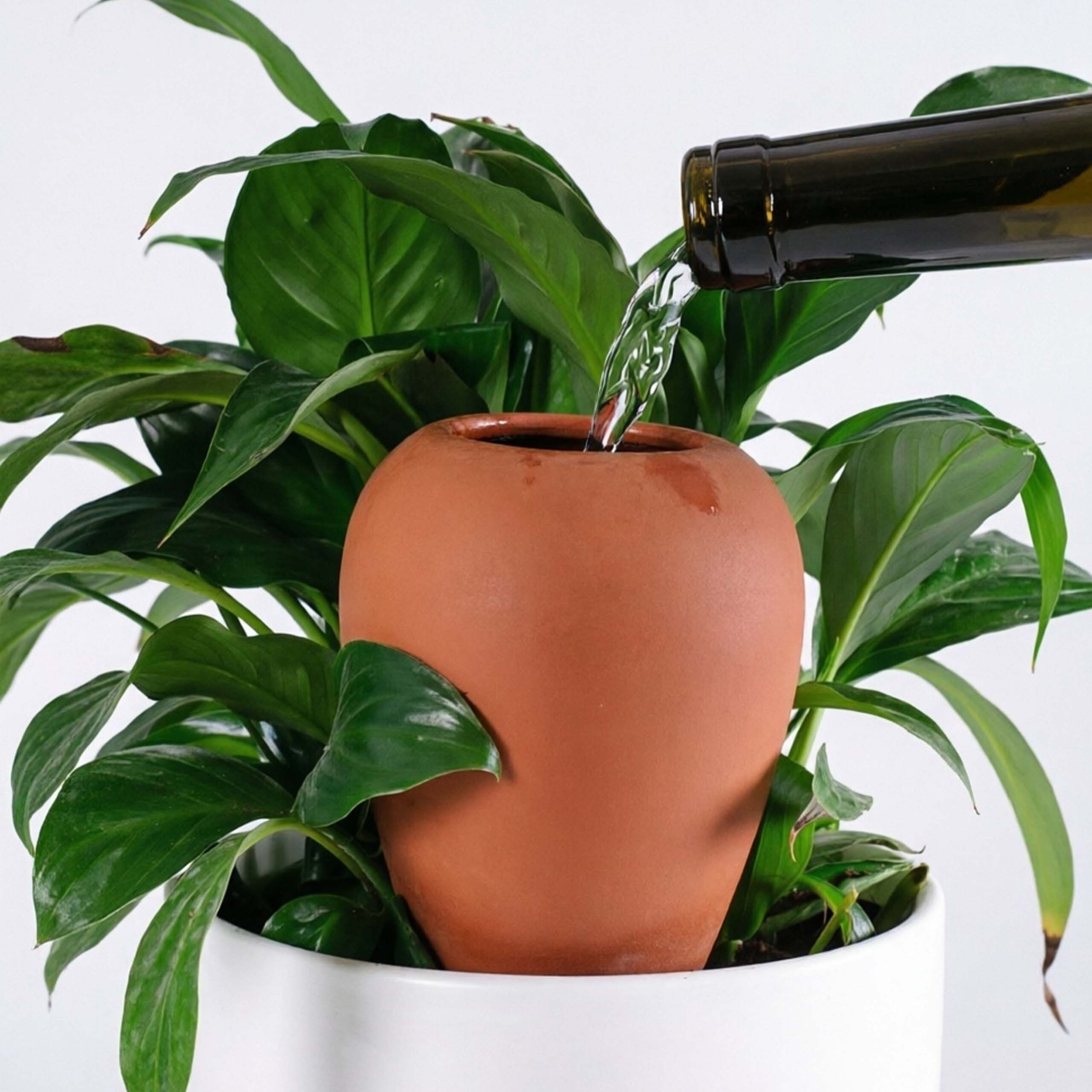 Wasser wird aus einer Flasche in einen Terrakotta-Blumentopf mit grünen Pflanzen gegossen.
