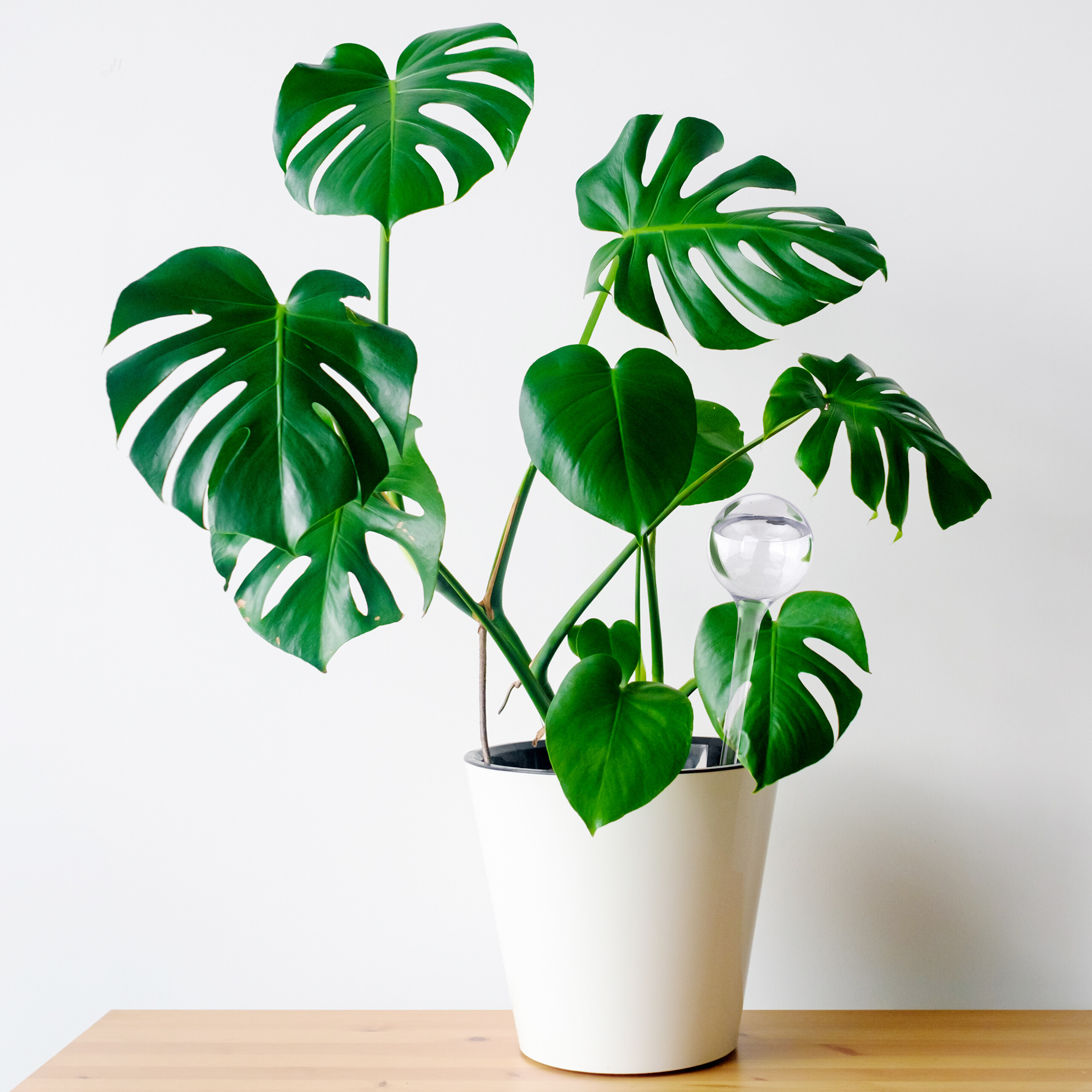 Grüne Monstera-Pflanze im weißen Topf mit Glas-Wasserkugel auf Holzoberfläche.