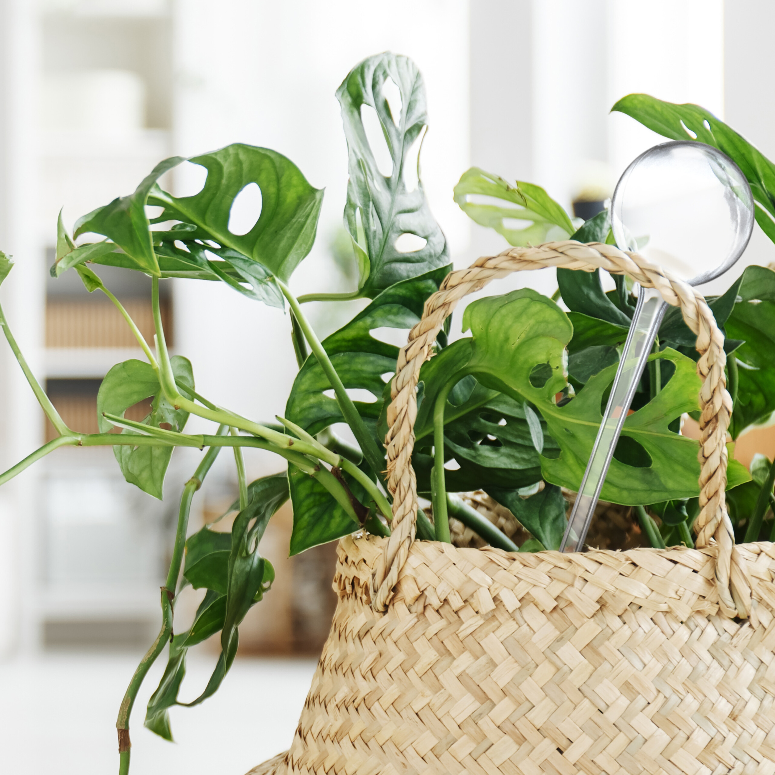 Eine grüne Monstera-Pflanze mit gelöcherten Blättern in einem geflochtenen Korb auf hellem Hintergrund.