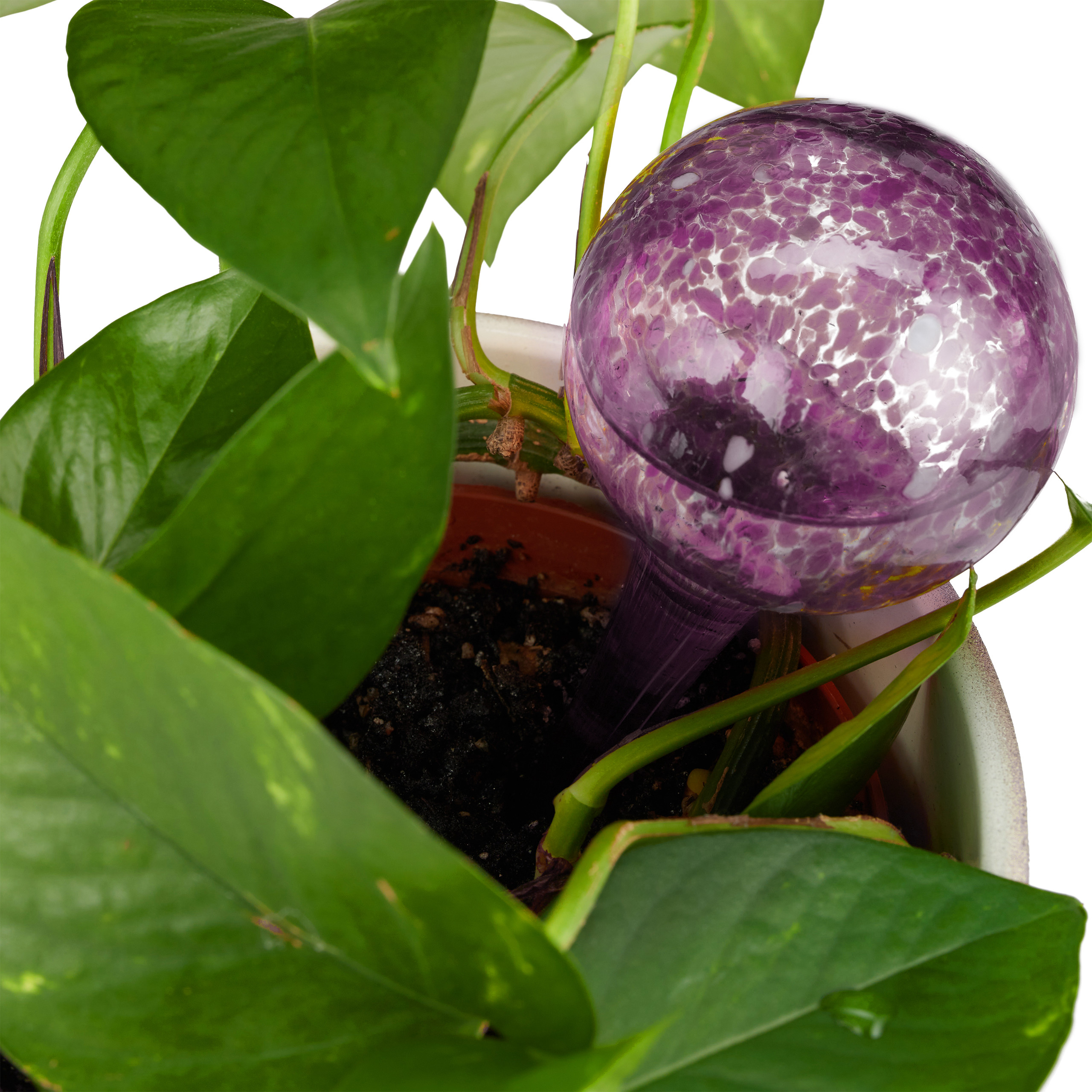 Eine violette Bewässerungskugel steckt in der Erde eines grünen Topfblumenstrauchs.