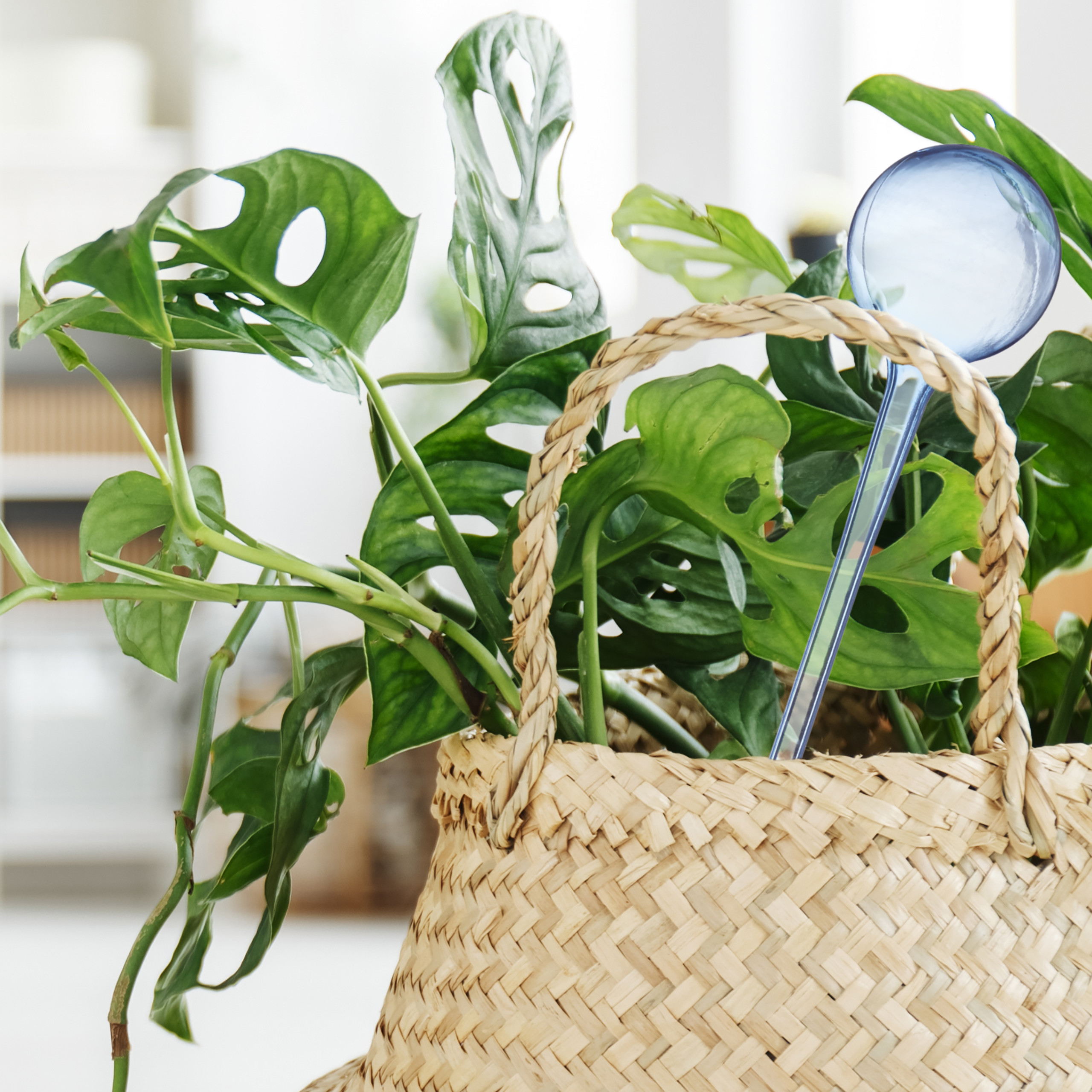 Monstera-Pflanze mit gelöcherten Blättern in einem geflochtenen Korb mit einer blauen Gießkugel.