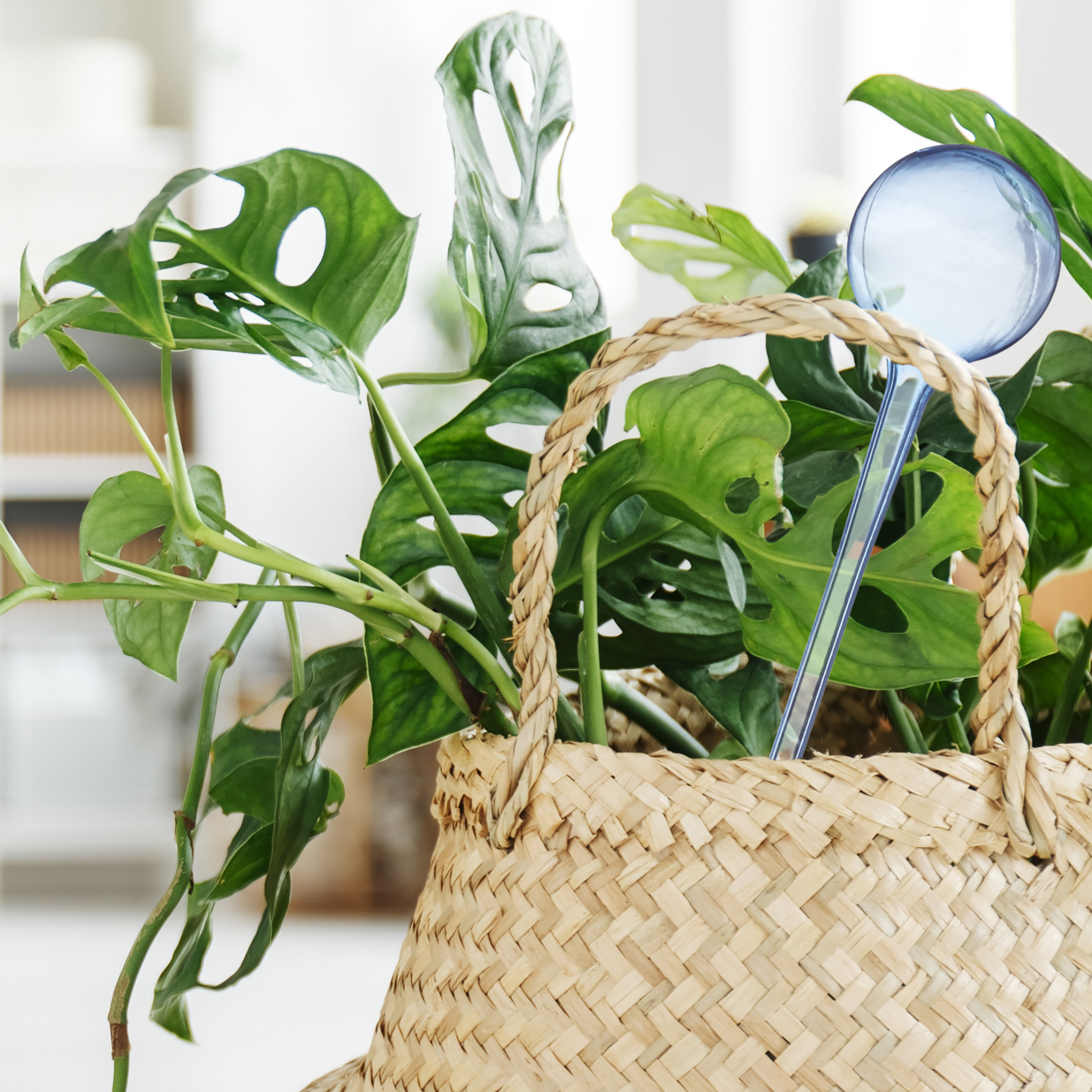 Eine grüne Monstera-Pflanze in einem geflochtenen Korb mit einer blauen Glaskugel.