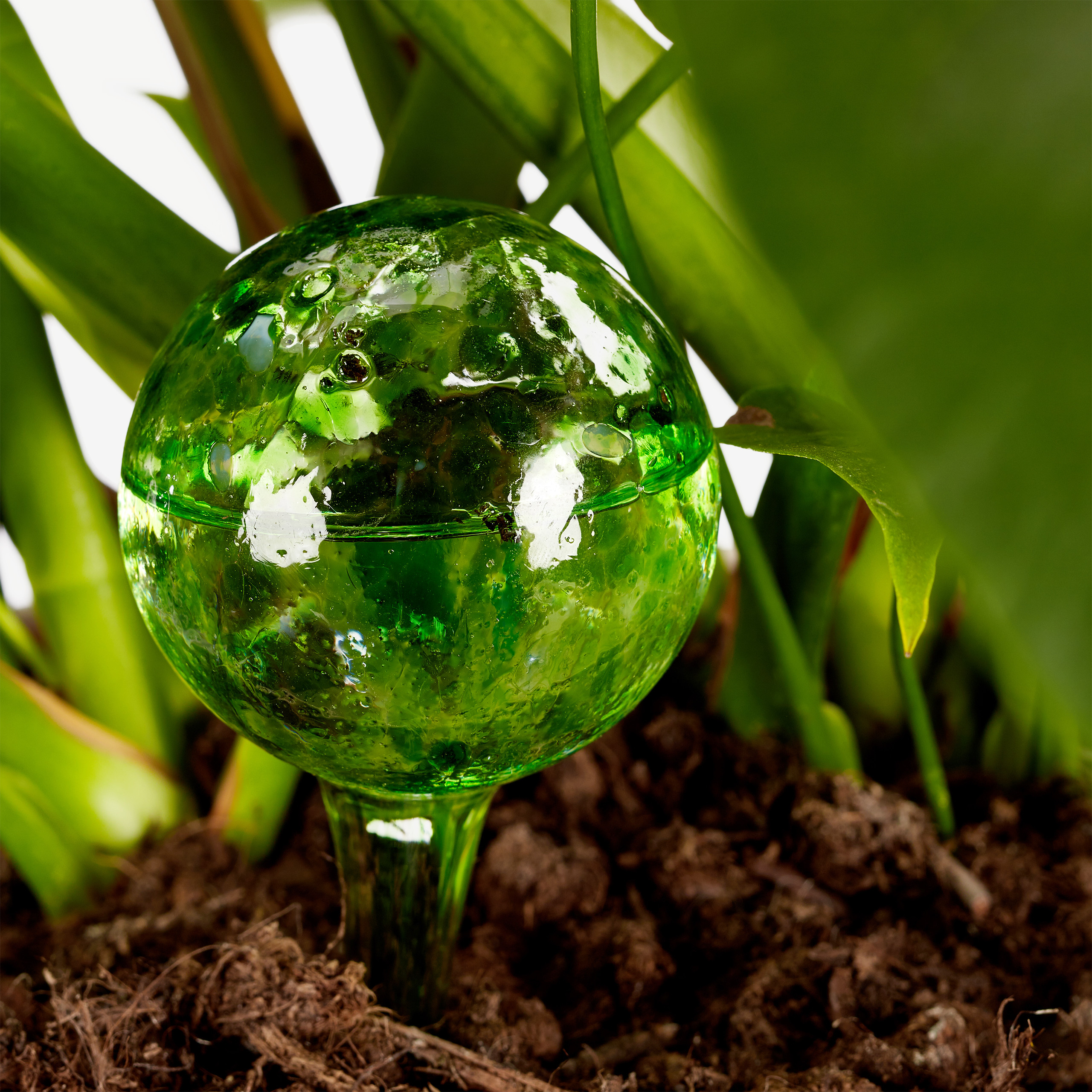 Eine grüne Glasbewässerungskugel steckt in dunkler Erde vor grünen Blättern.