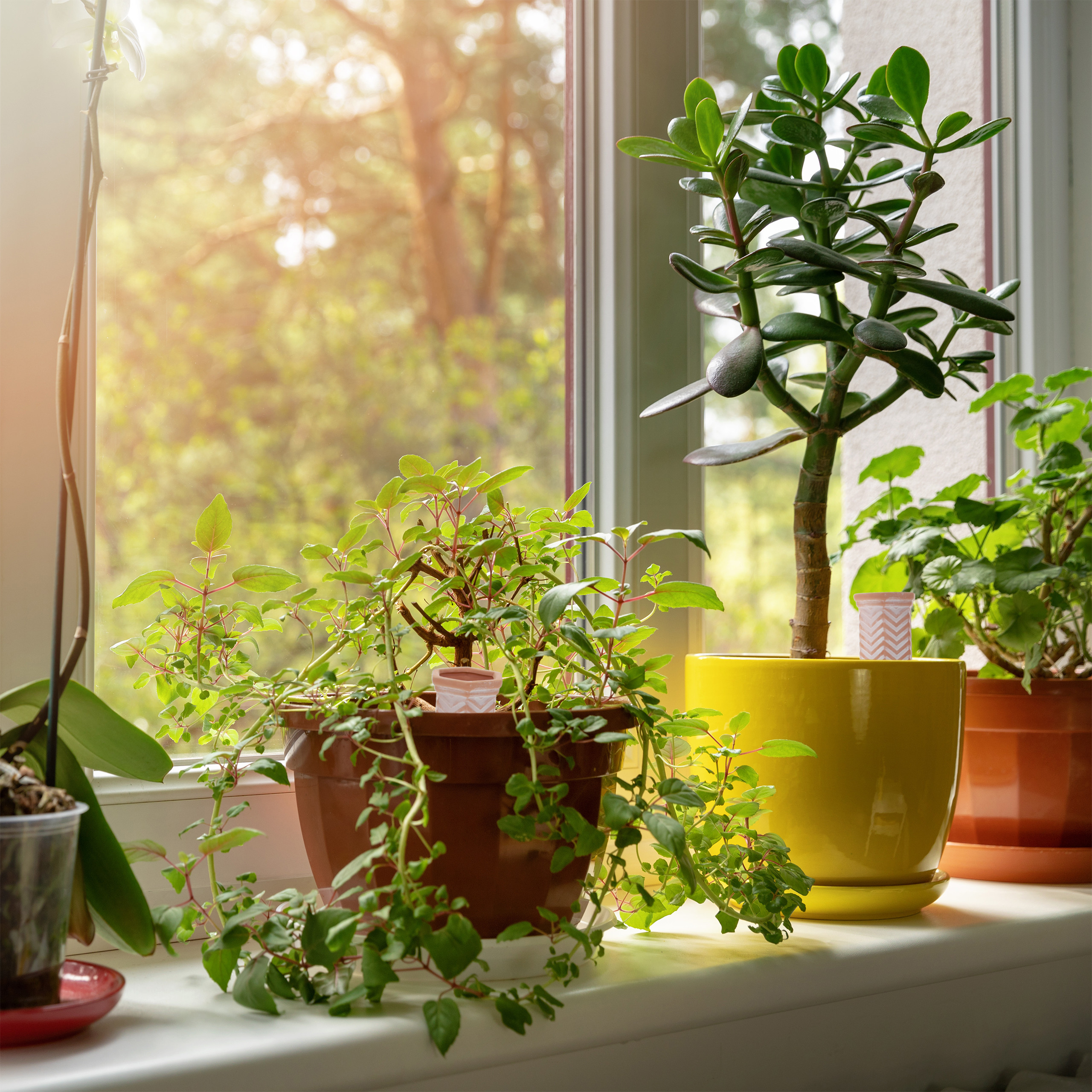 Verschiedene Zimmerpflanzen stehen auf einer sonnigen Fensterbank vor einem grünen Hintergrund.