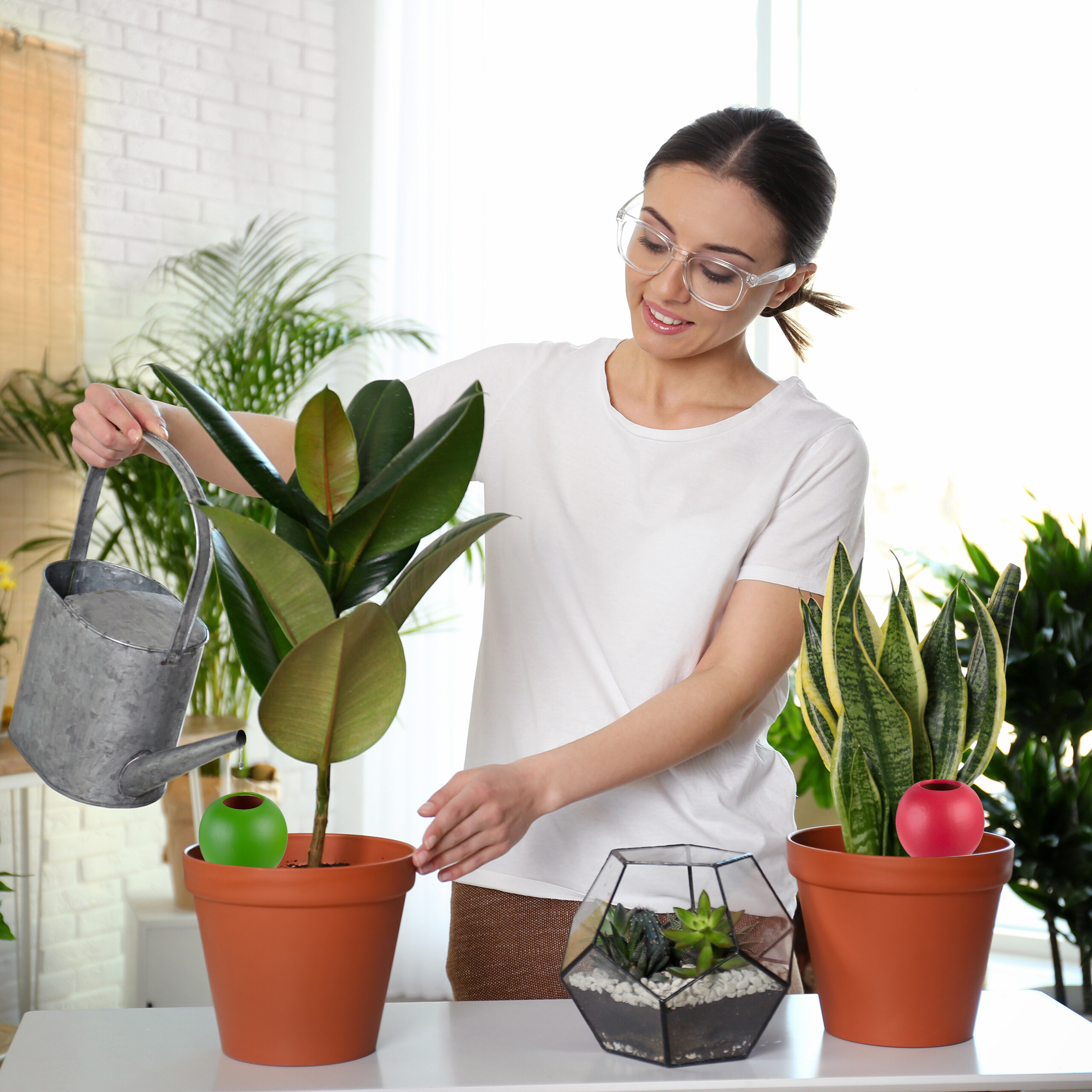 Eine Frau in weißem Hemd gießt eine Pflanze in einem Topf, neben einem Terrarium und einer anderen Topfpflanze.