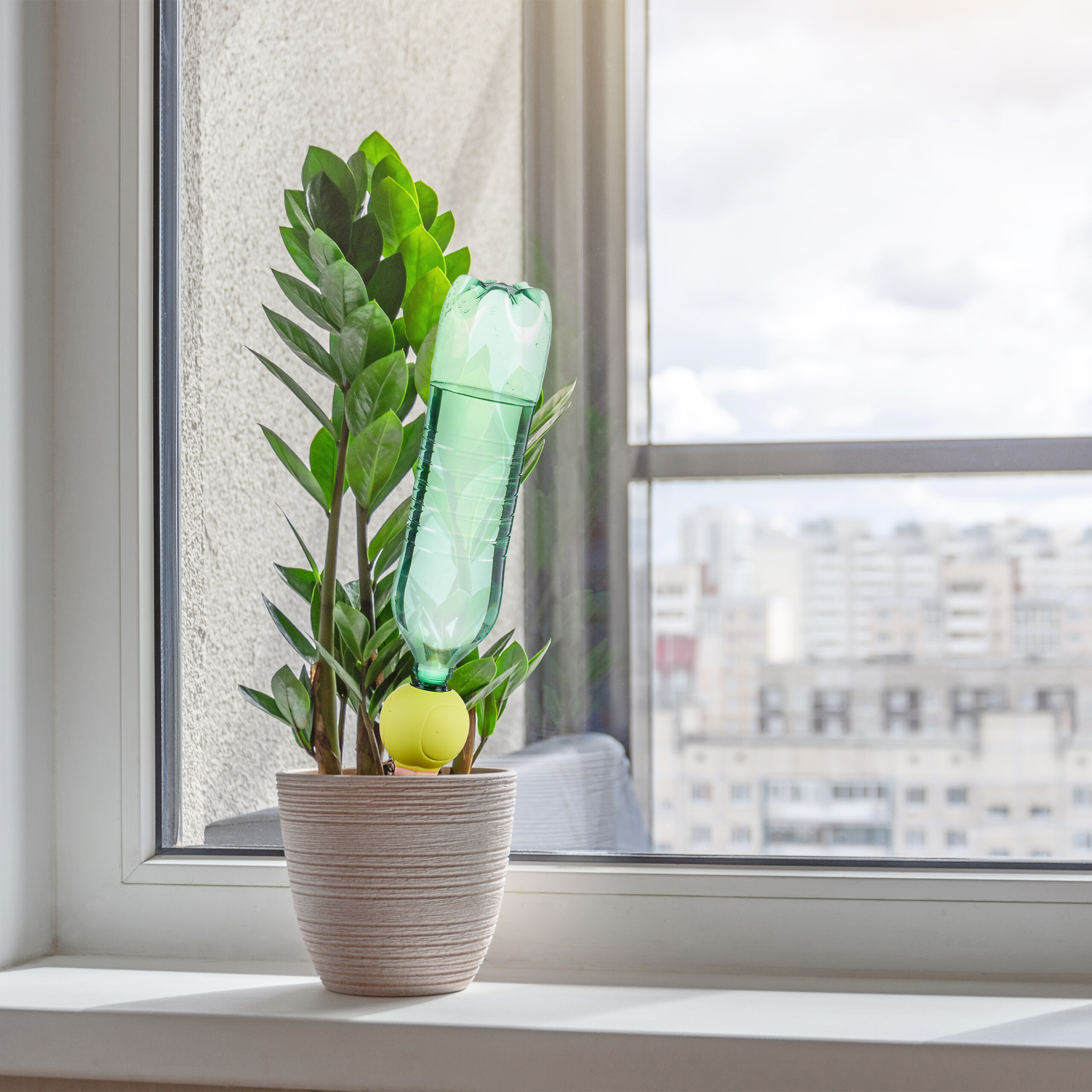 Eine Topfpflanze auf einer Fensterbank mit einem DIY-Wasserspender aus grüner Plastikflasche und gelbem Tennisball.