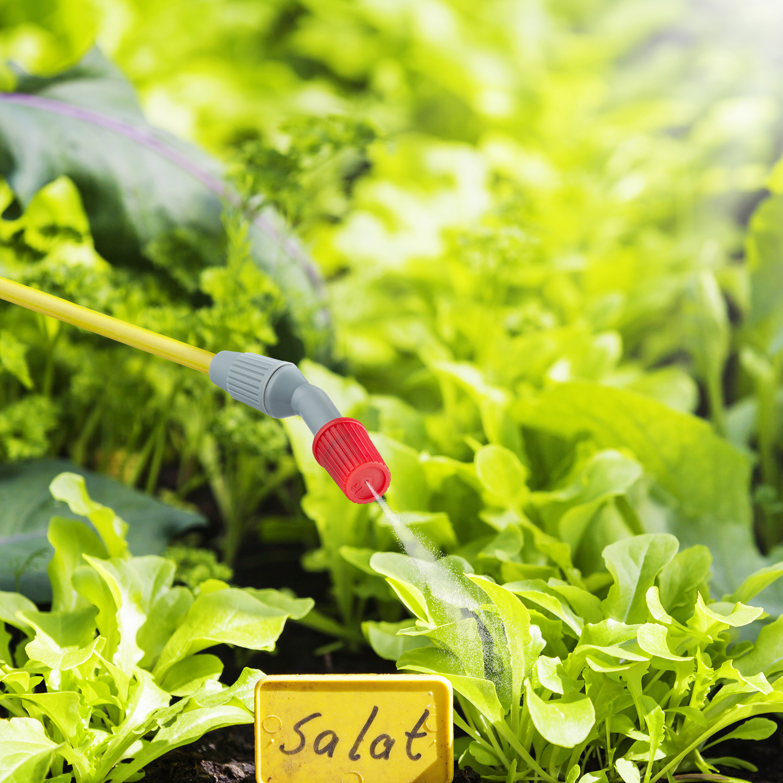 Ein Sprühkopf bewässert grüne Salatblätter in einem Garten.