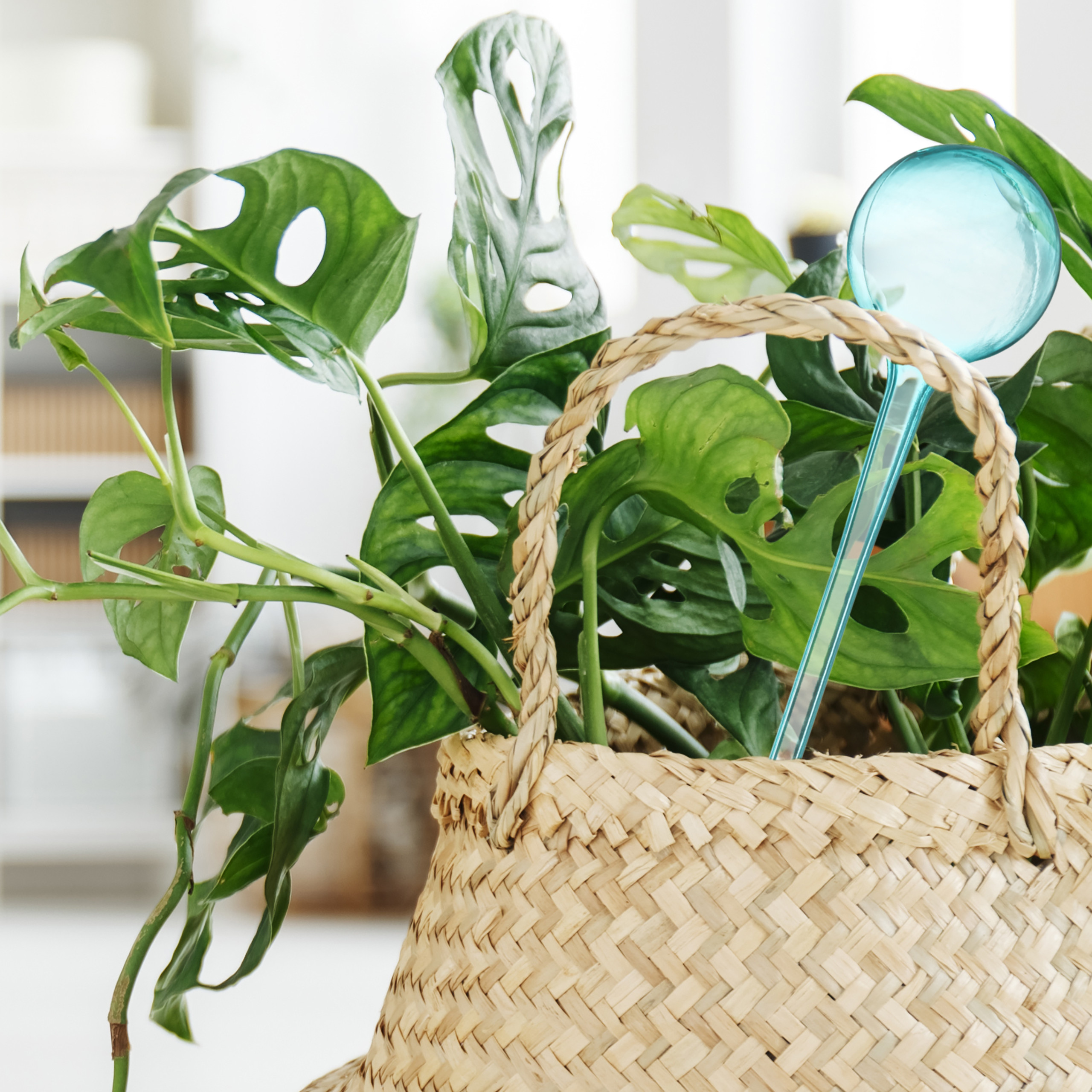 Grüne Monstera-Pflanze in einem geflochtenen Korb mit einer blauen Glaskugel.