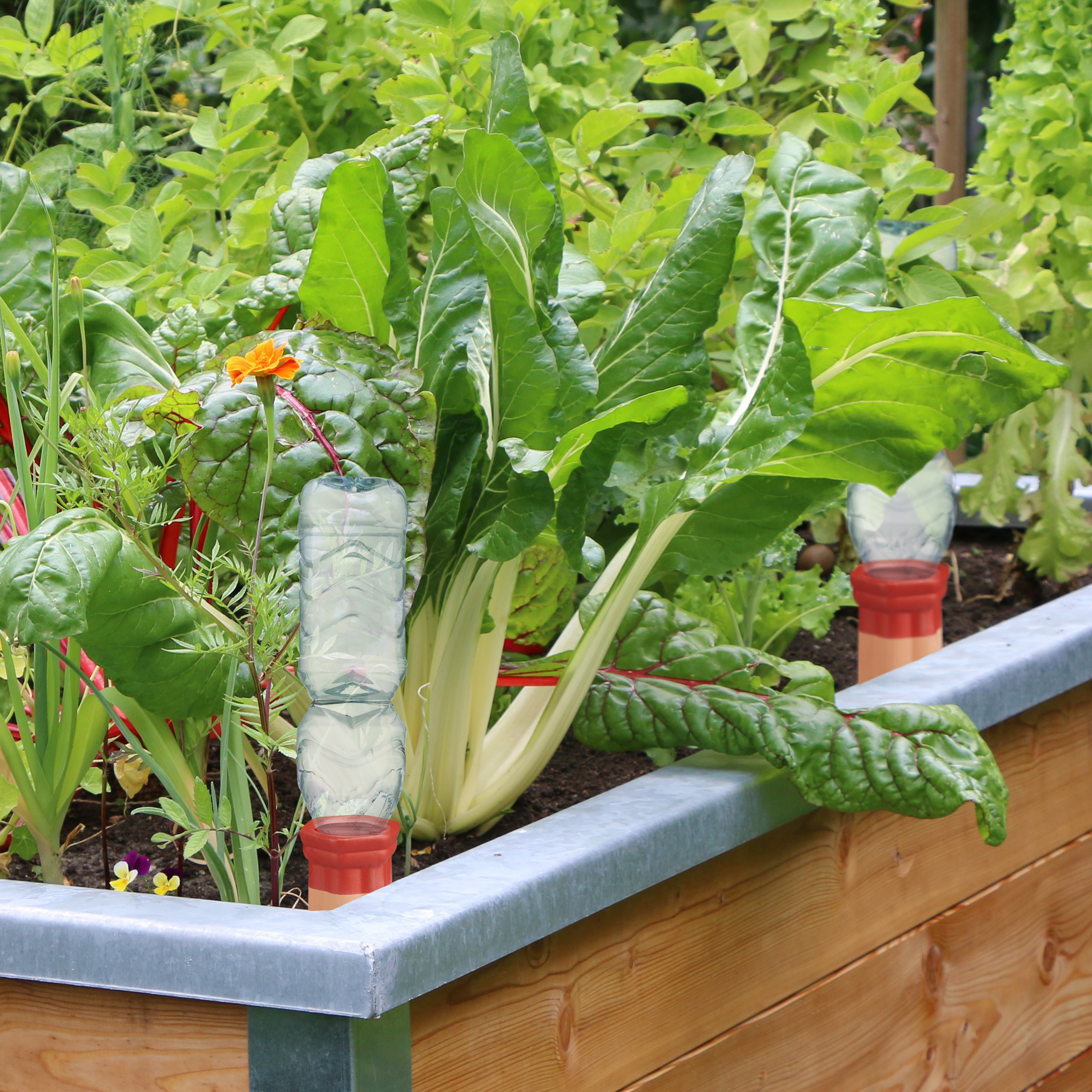 Ein Hochbeet aus Holz mit grünem Blattgemüse und zwei umgedrehten Plastikflaschen als Bewässerungshilfe.