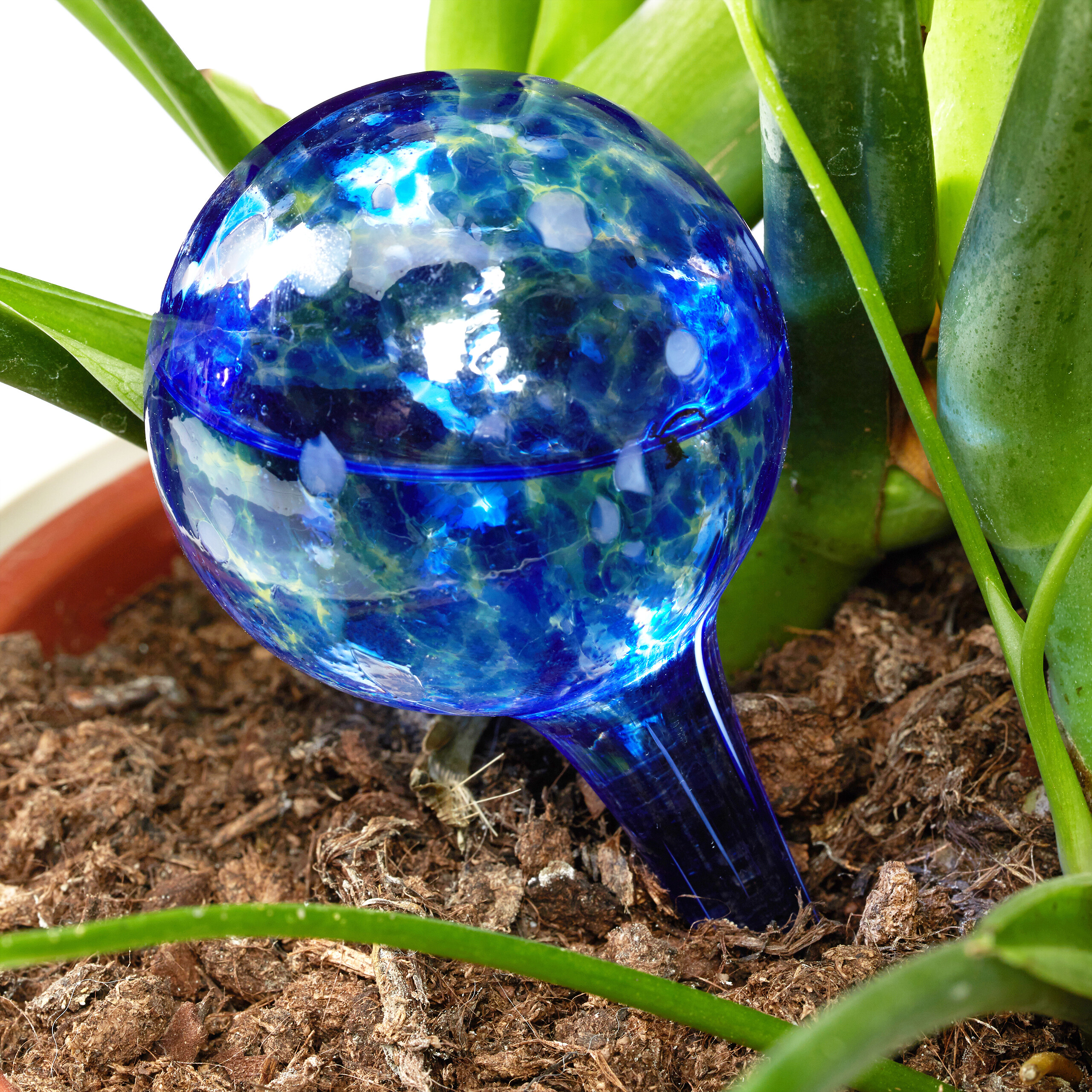 Eine leuchtend blaue Pflanzengießkugel aus Glas steckt in brauner Blumenerde zwischen grünen Blättern.