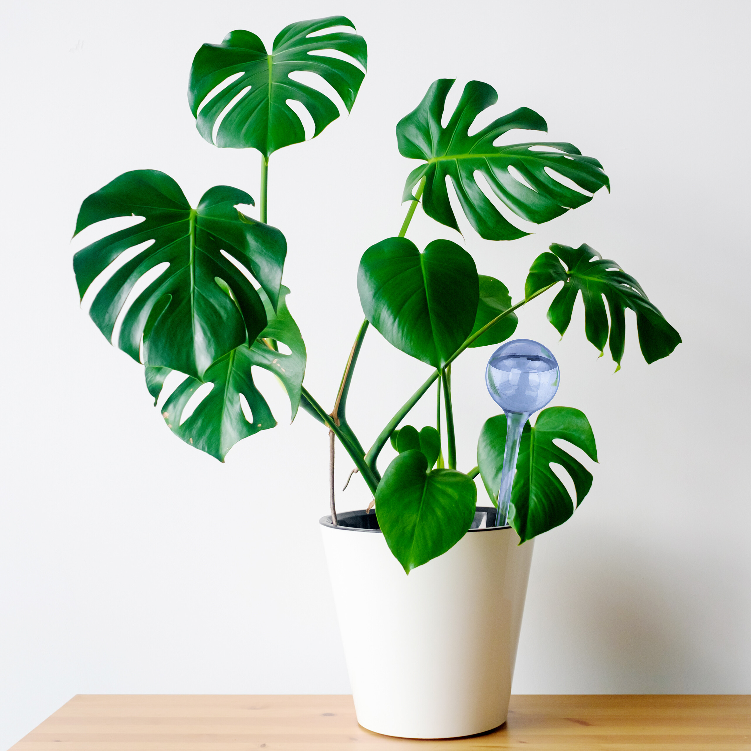 Eine Monstera-Pflanze in einem weißen Topf mit einer blauen Bewässerungskugel steht auf einem Holztisch vor einer weißen Wand.
