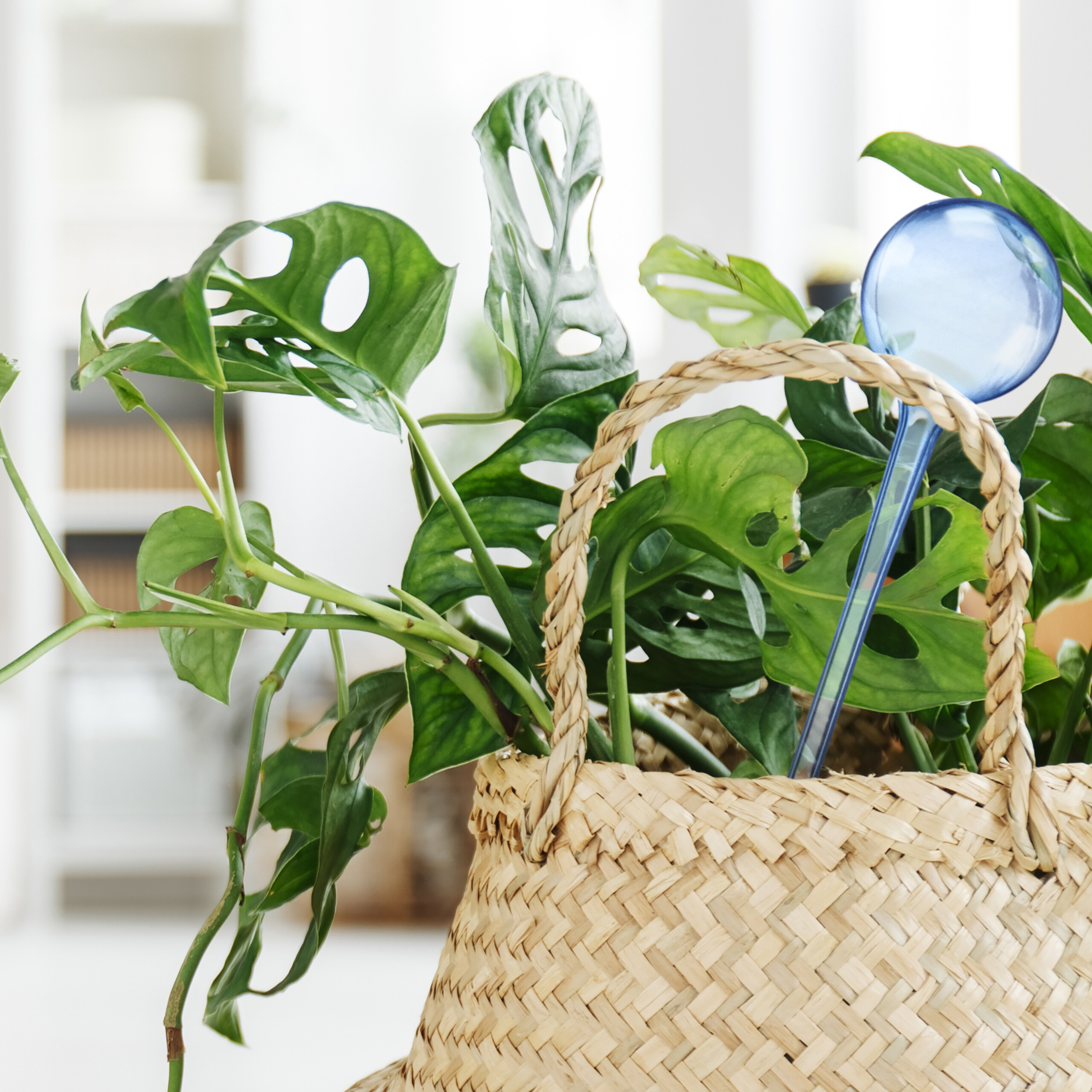 Grüne Monstera-Pflanzen in einem geflochtenen Korb mit einer blauen Gießkugel.