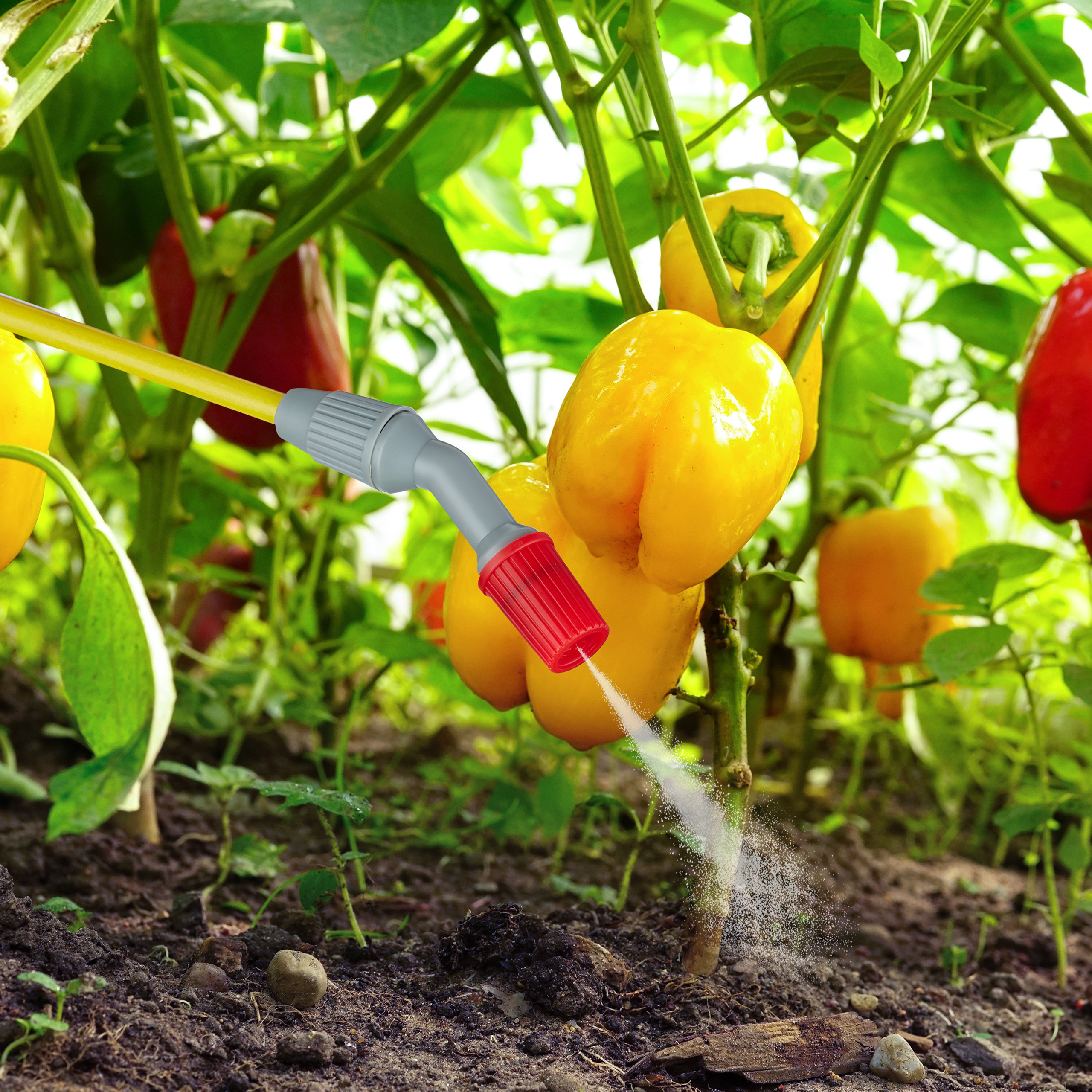 Eine Sprühdüse bewässert den Boden um eine Paprikapflanze mit gelben und roten Paprika in einem Gewächshaus.