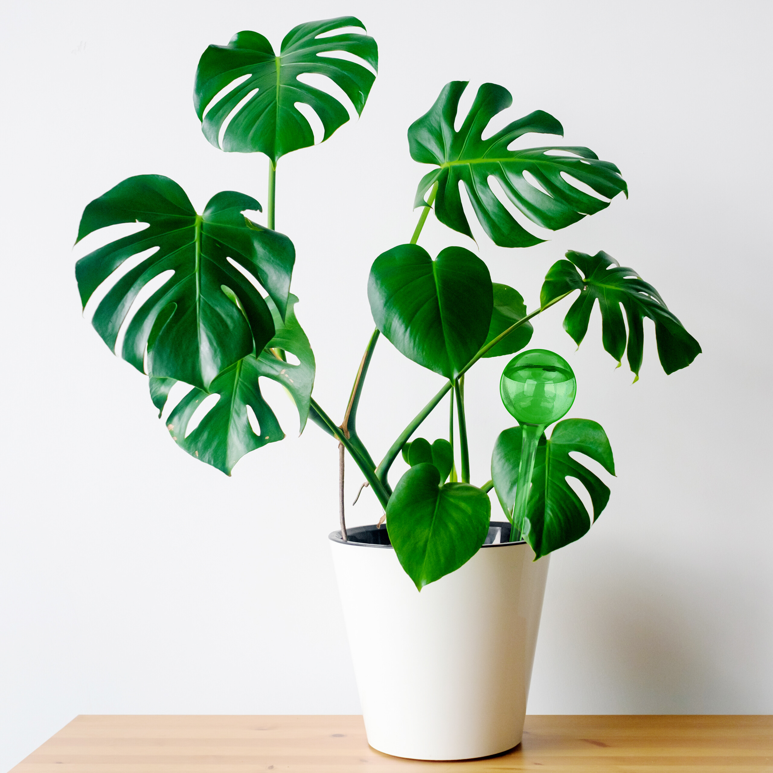 Eine grüne Monstera-Pflanze in einem weißen Topf auf einem Holzbrett vor weißem Hintergrund.