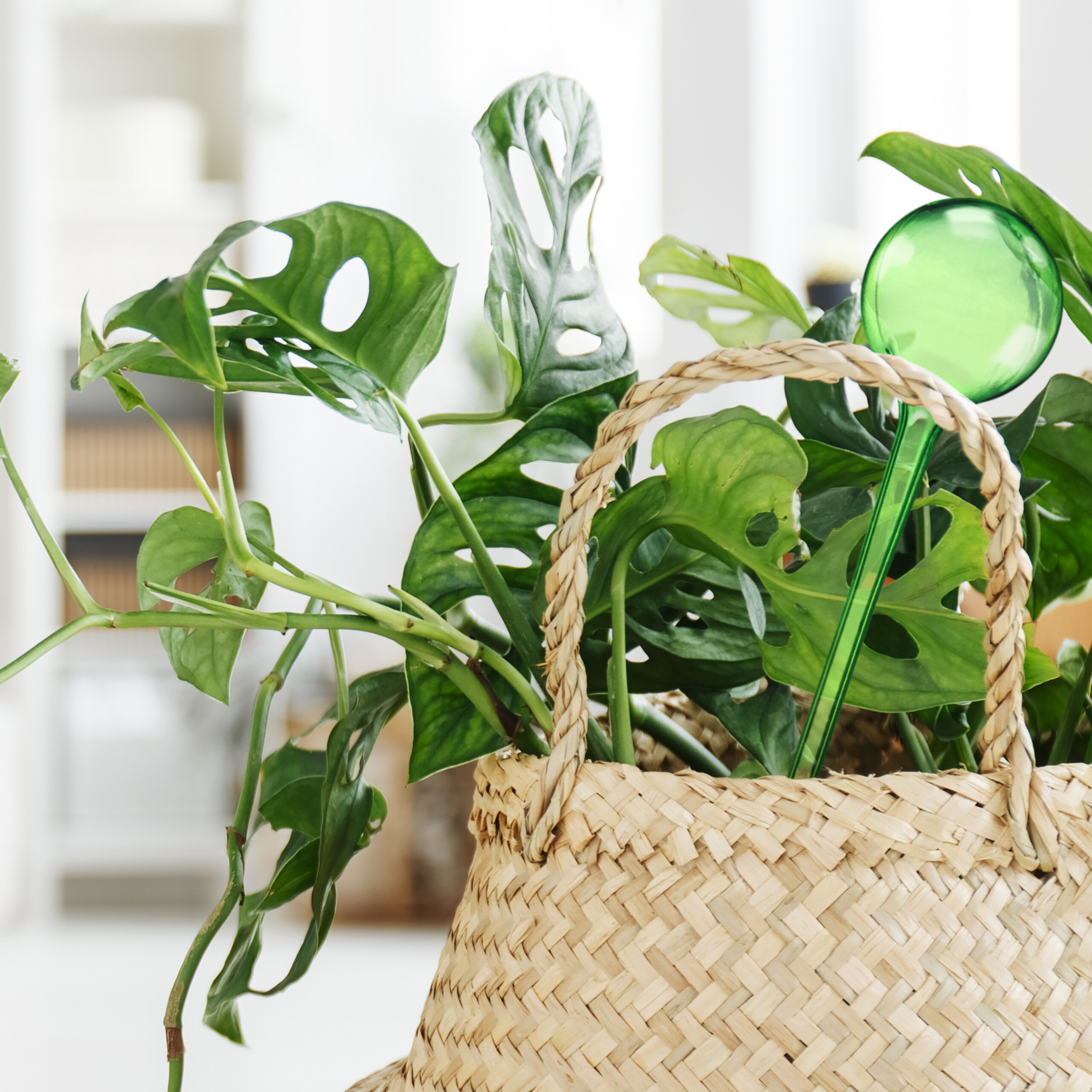 Eine grüne Monstera-Pflanze in einem geflochtenen Korb mit einer grünen Wasserkugel in einem hellen Raum.