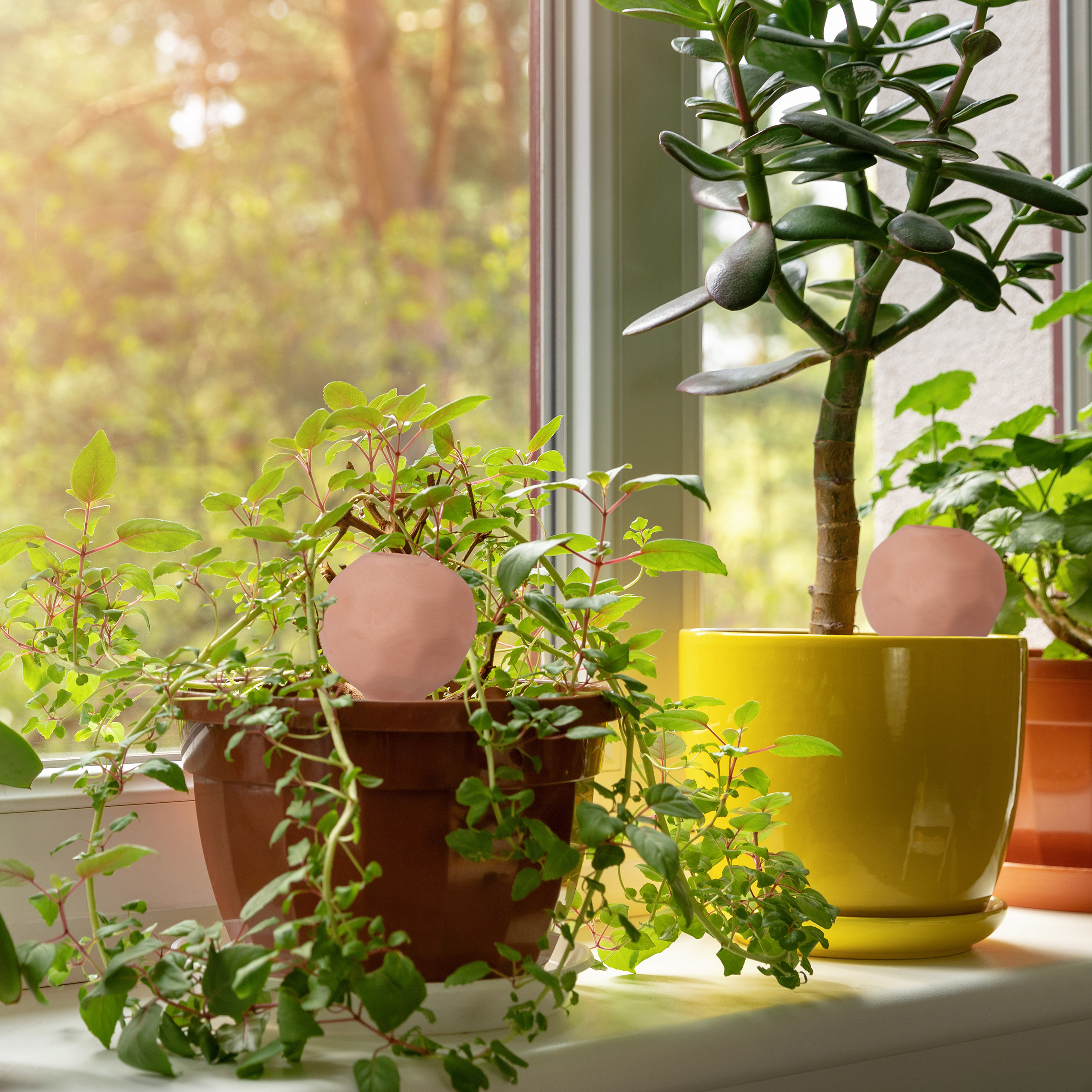Topfpflanzen mit rosa Bällen stehen auf einer sonnigen Fensterbank vor einem grünen Hintergrund.