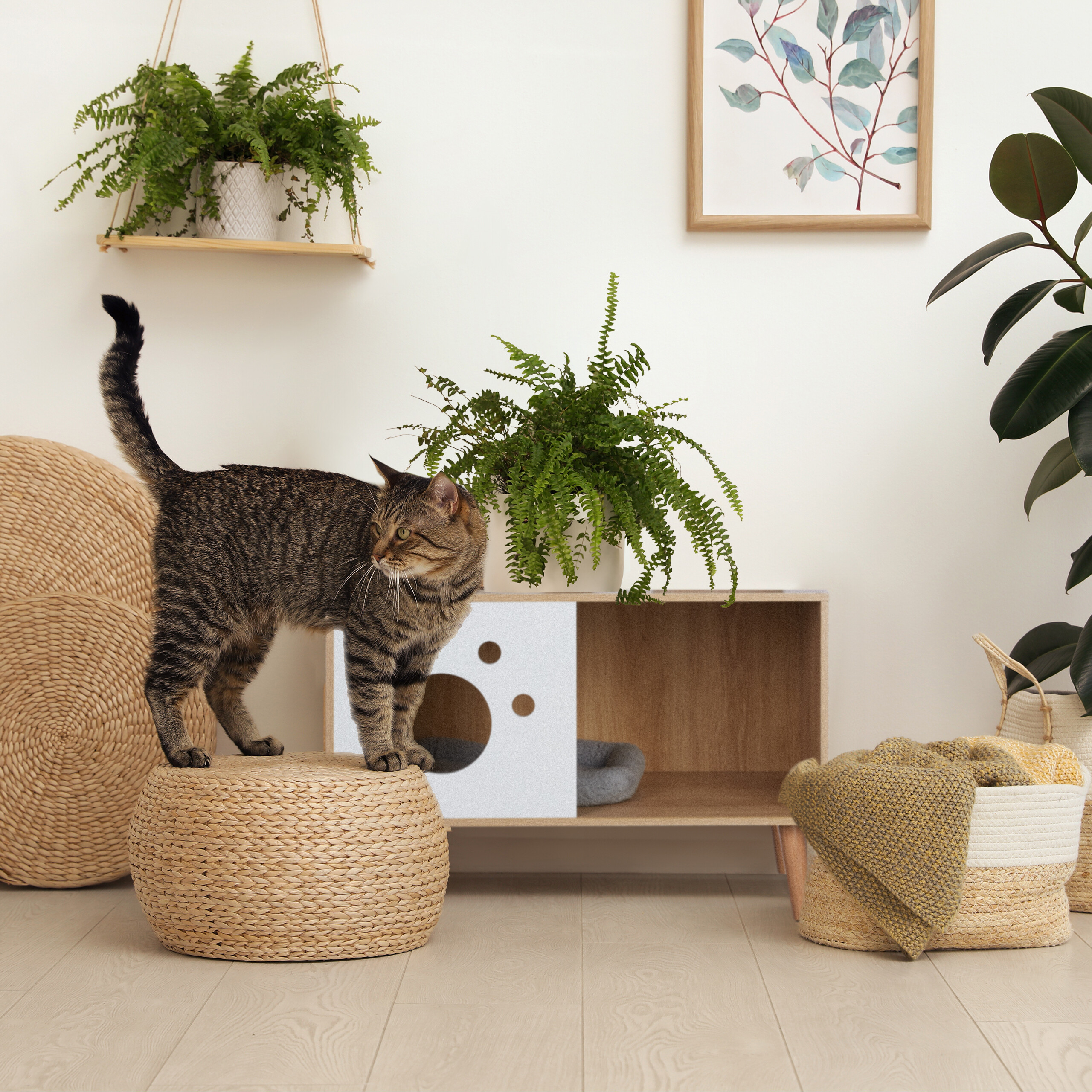 Eine getigerte Katze steht auf einem runden Hocker in einem Zimmer mit Pflanzen und Holzmöbeln.