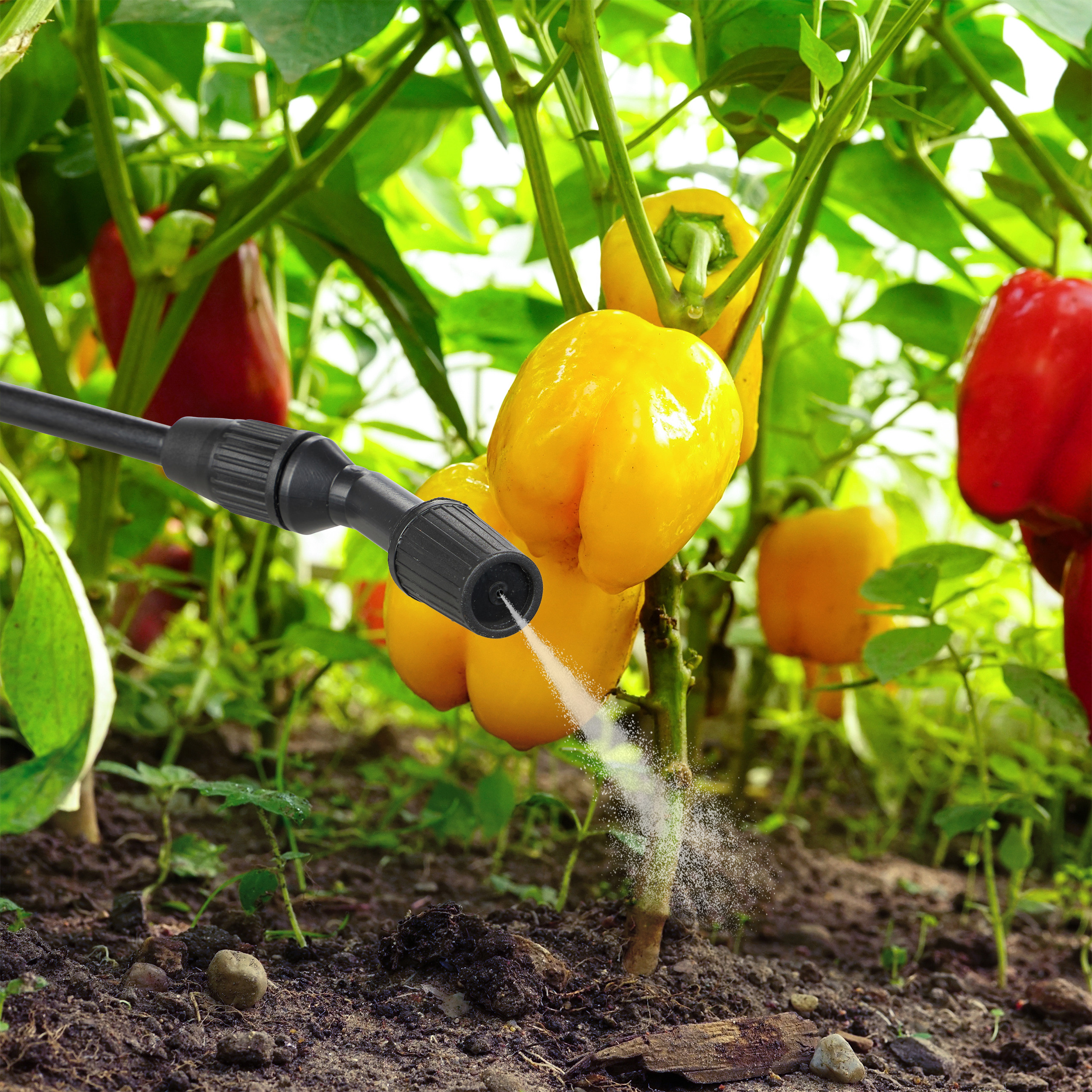 Ein Sprühgerät bewässert die Erde von gelben und roten Paprikapflanzen im Garten.