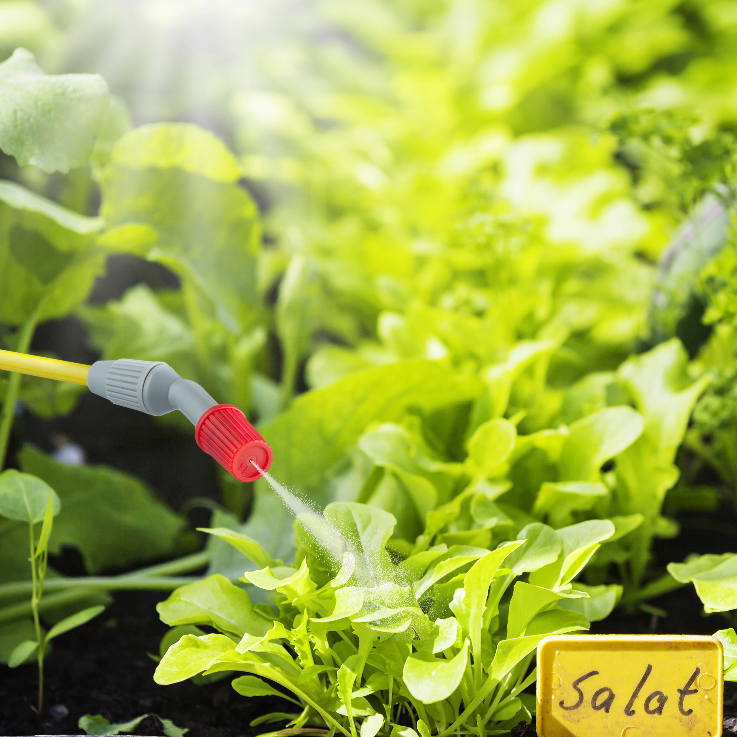 Sprühgerät bewässert saftigen grünen Salat mit einem gelben Schild mit der Aufschrift Salat.