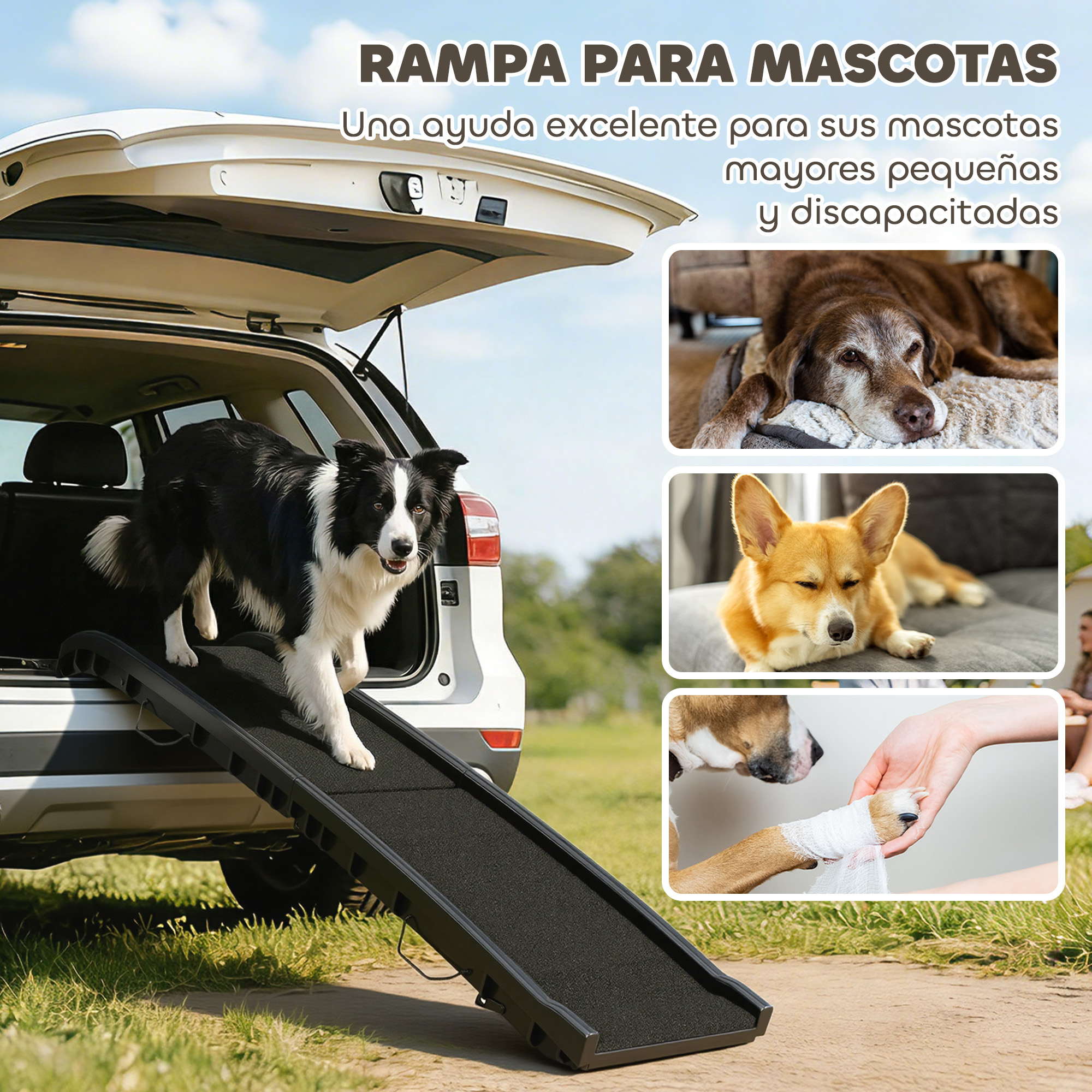 Un perro blanco y negro baja por una rampa negra desde el maletero de un coche, con tres imágenes de perros a la derecha.