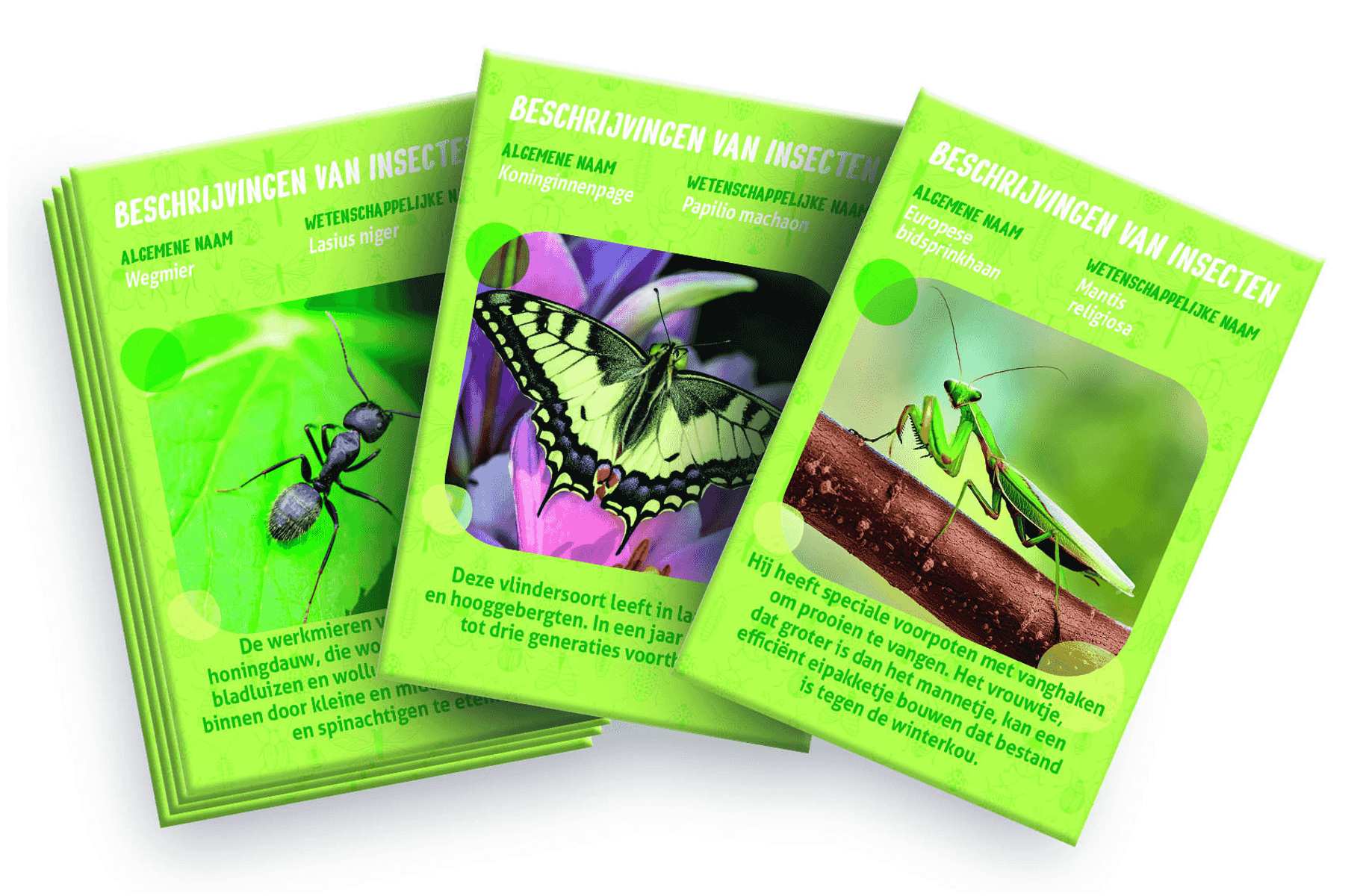 Tres tarjetas verdes muestran descripciones de insectos con fotos de una hormiga, una mariposa y una mantis religiosa.