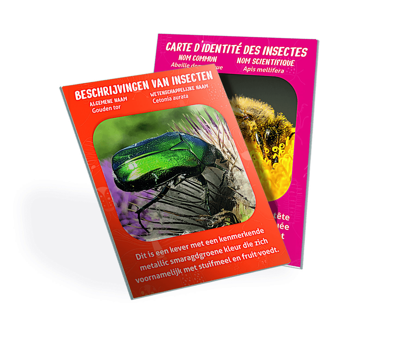 Dos tarjetas informativas de insectos muestran un escarabajo verde en un cardo y una abeja en una flor.