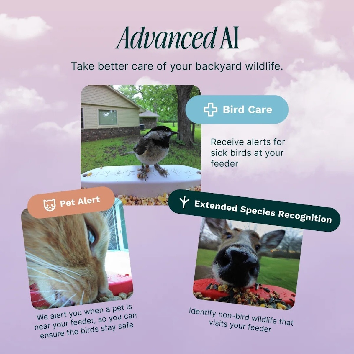 Gráfico de IA avanzada para fauna con fotos de un pájaro, gato y ciervo comiendo.