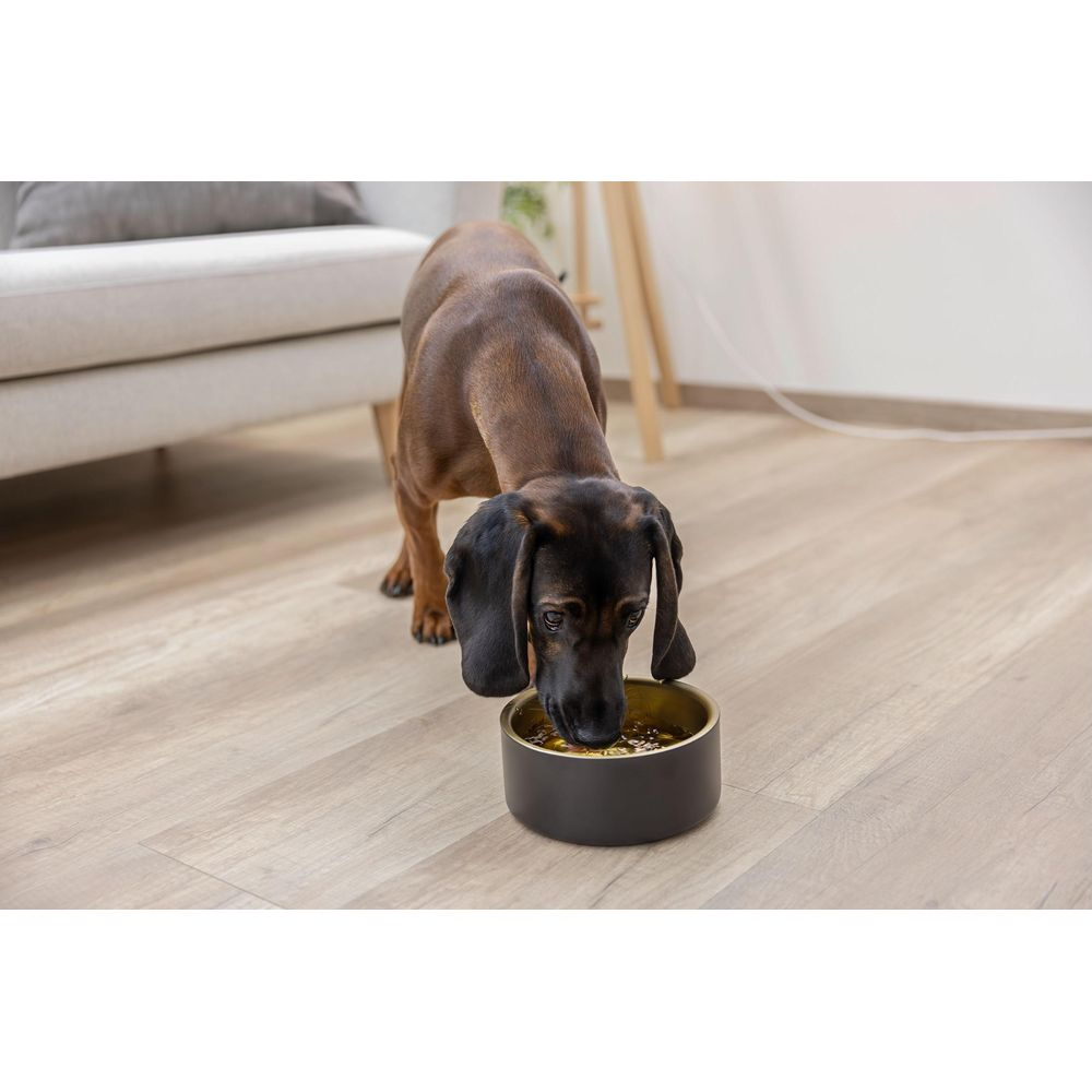 Ein brauner Hund frisst aus einem schwarzen Napf auf einem Holzboden in einem Wohnzimmer.