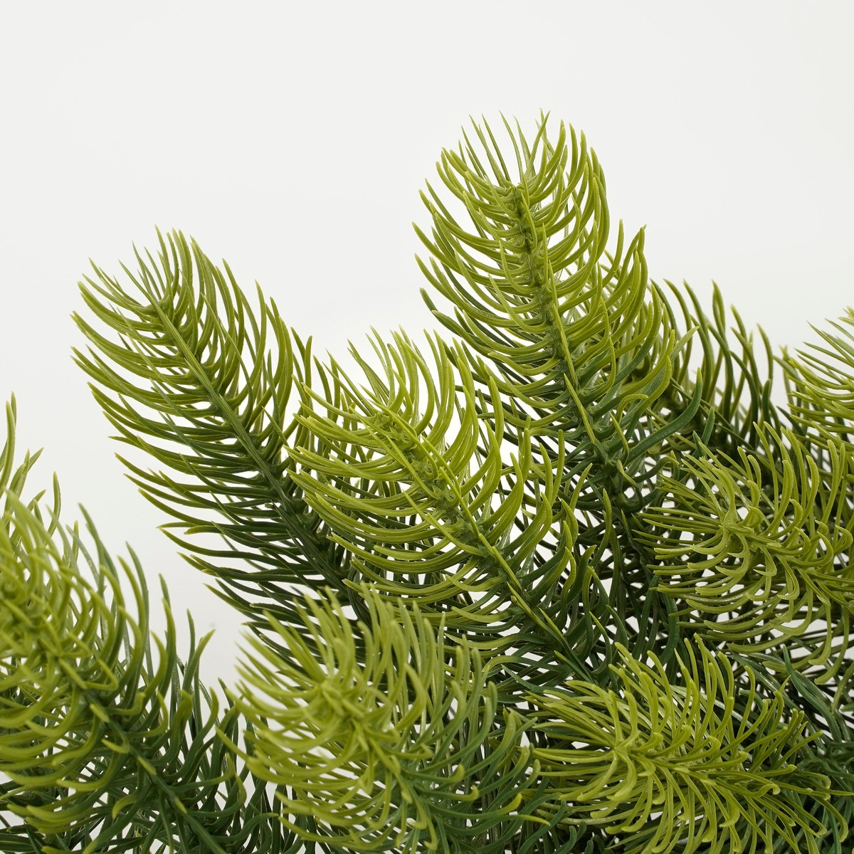 Close-up van levendige groene dennentakken tegen een effen witte achtergrond.