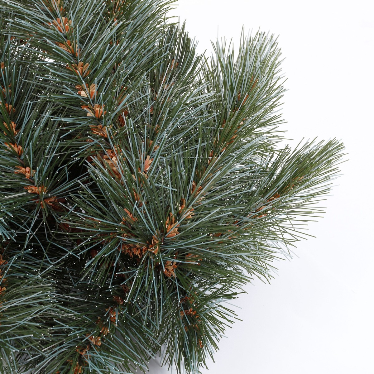 Dichte groene dennentakken met bruine accenten op een witte achtergrond.