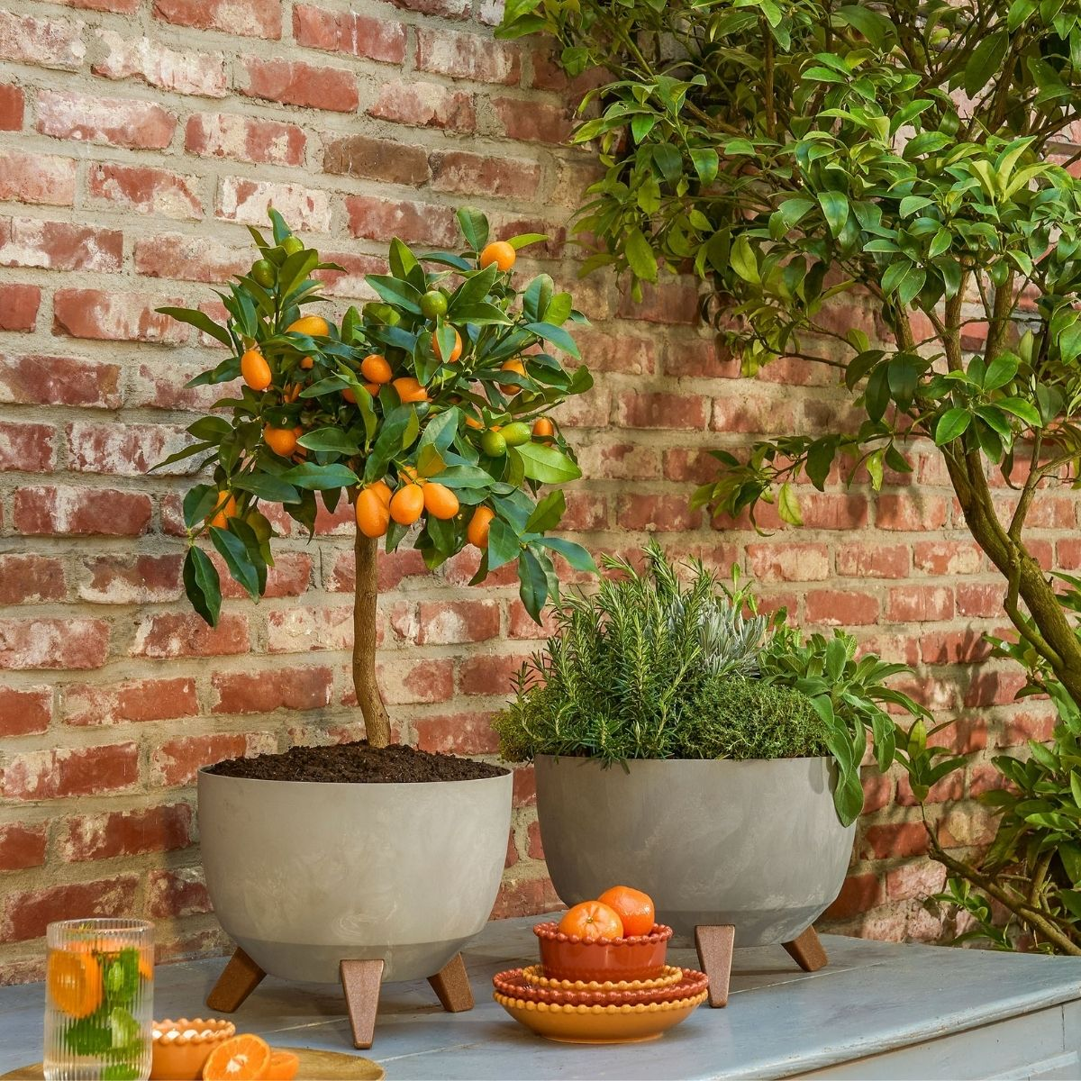 Un agrumes en pot avec de petits fruits orange et une plante herbacée en pot sur une table contre un mur de briques.
