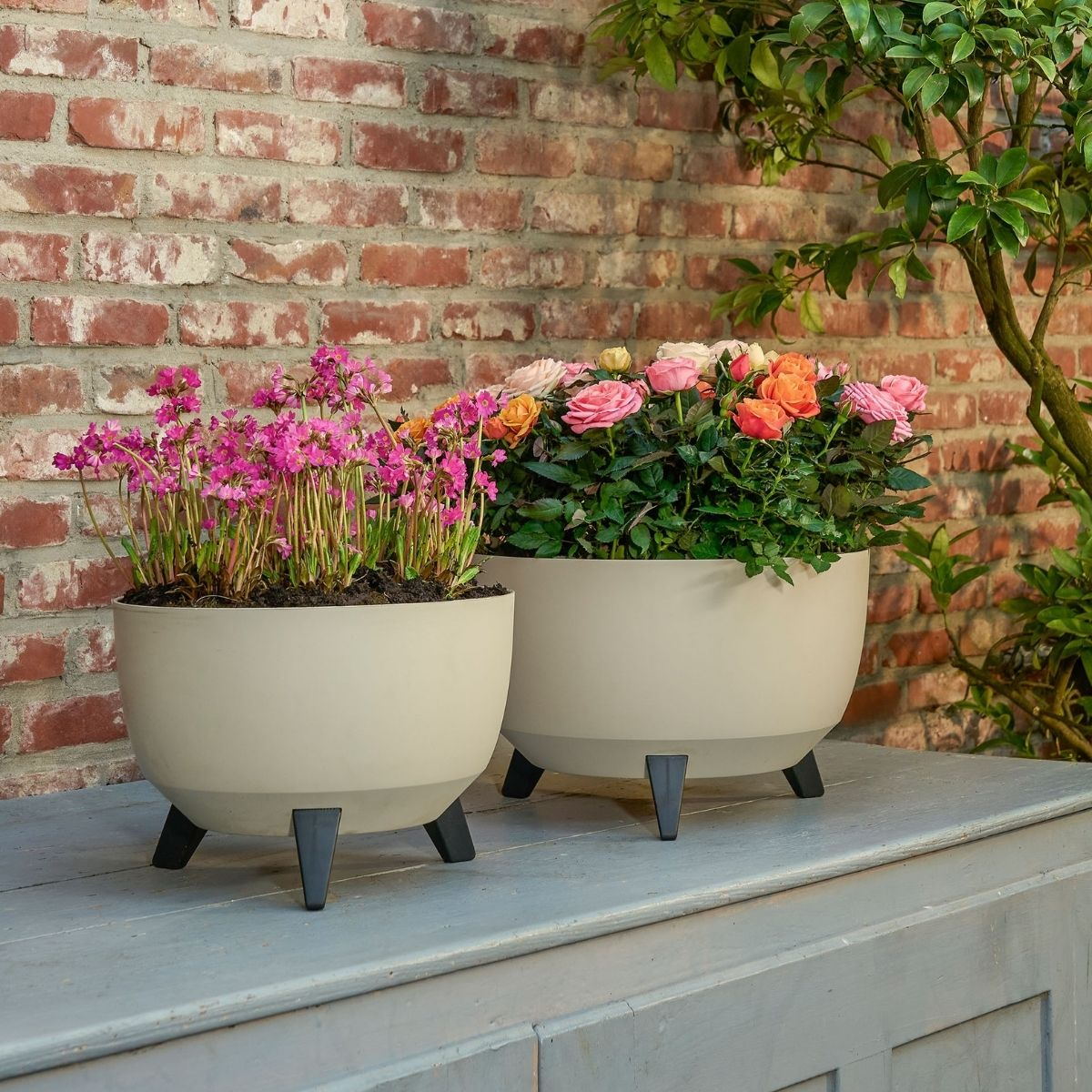 Deux pots gris de fleurs roses et oranges sur une table bleue devant un mur.