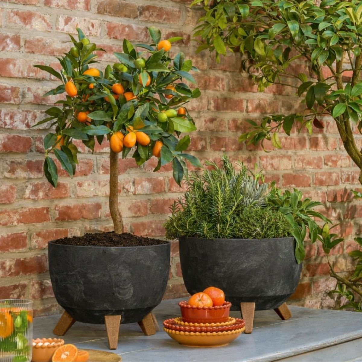 Petit agrumes en pot et bol de plantes devant un mur de briques.