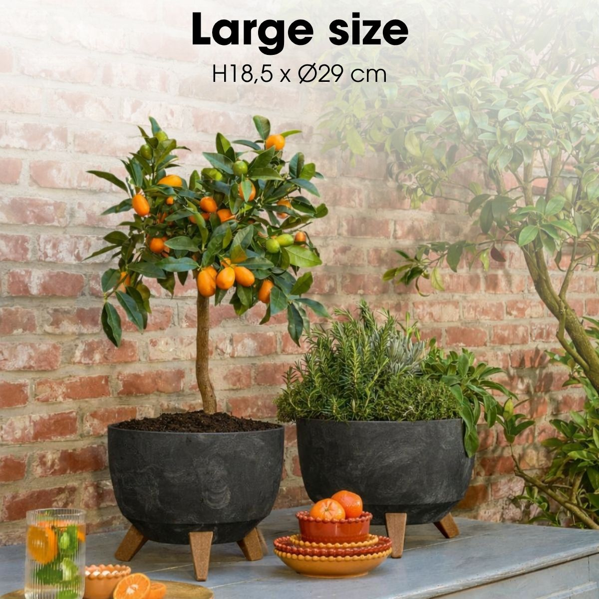 Un kumquat et des herbes dans des pots sombres sur pieds en bois devant un mur de briques.