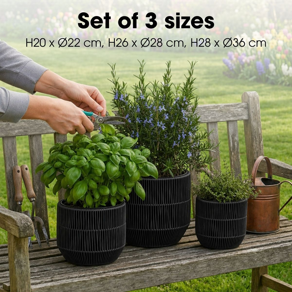 Trois pots noirs avec des herbes sur un banc en bois, une personne taille les plantes.