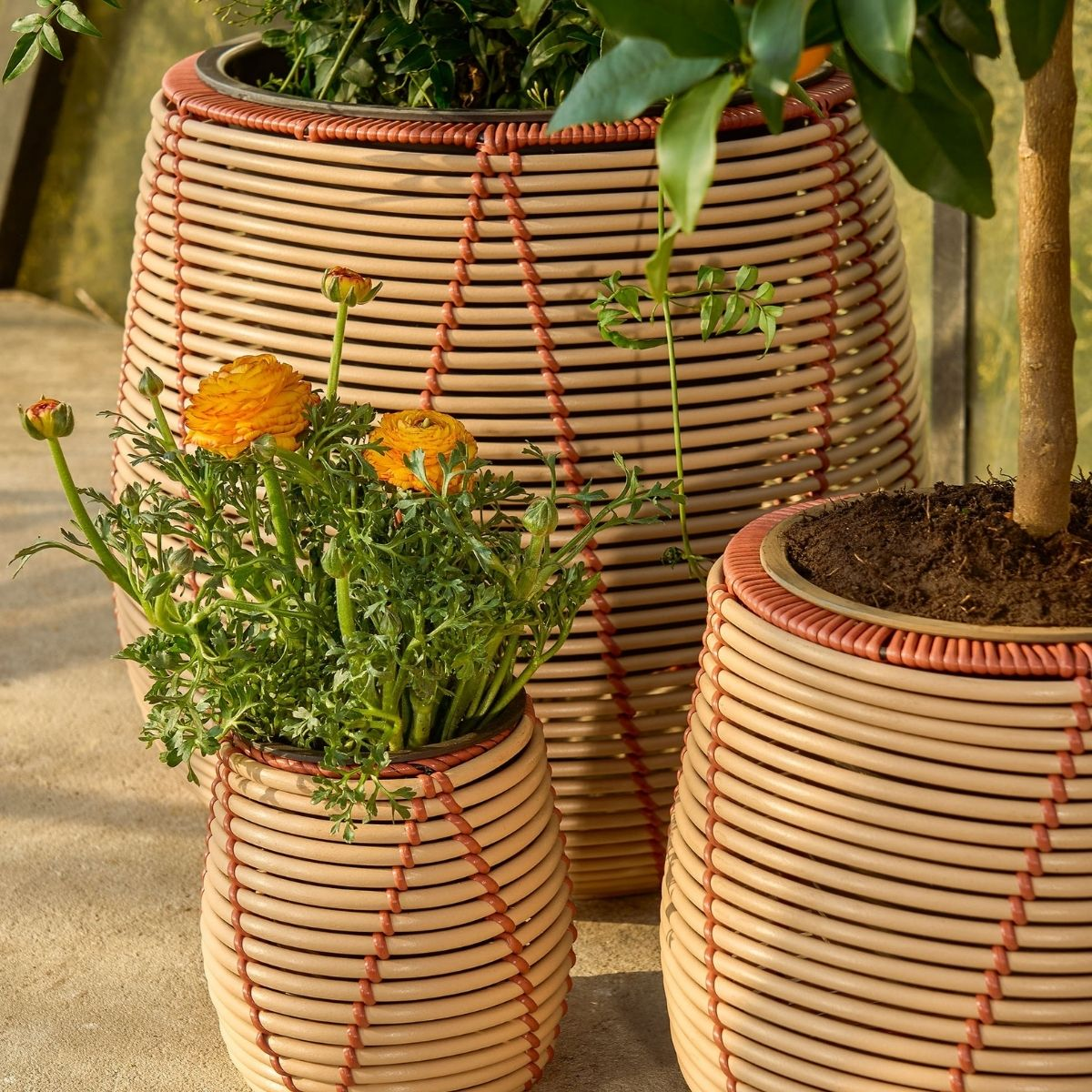 Trois pots en osier beige avec des accents rouges, remplis de plantes vertes et de fleurs jaunes, au sol.