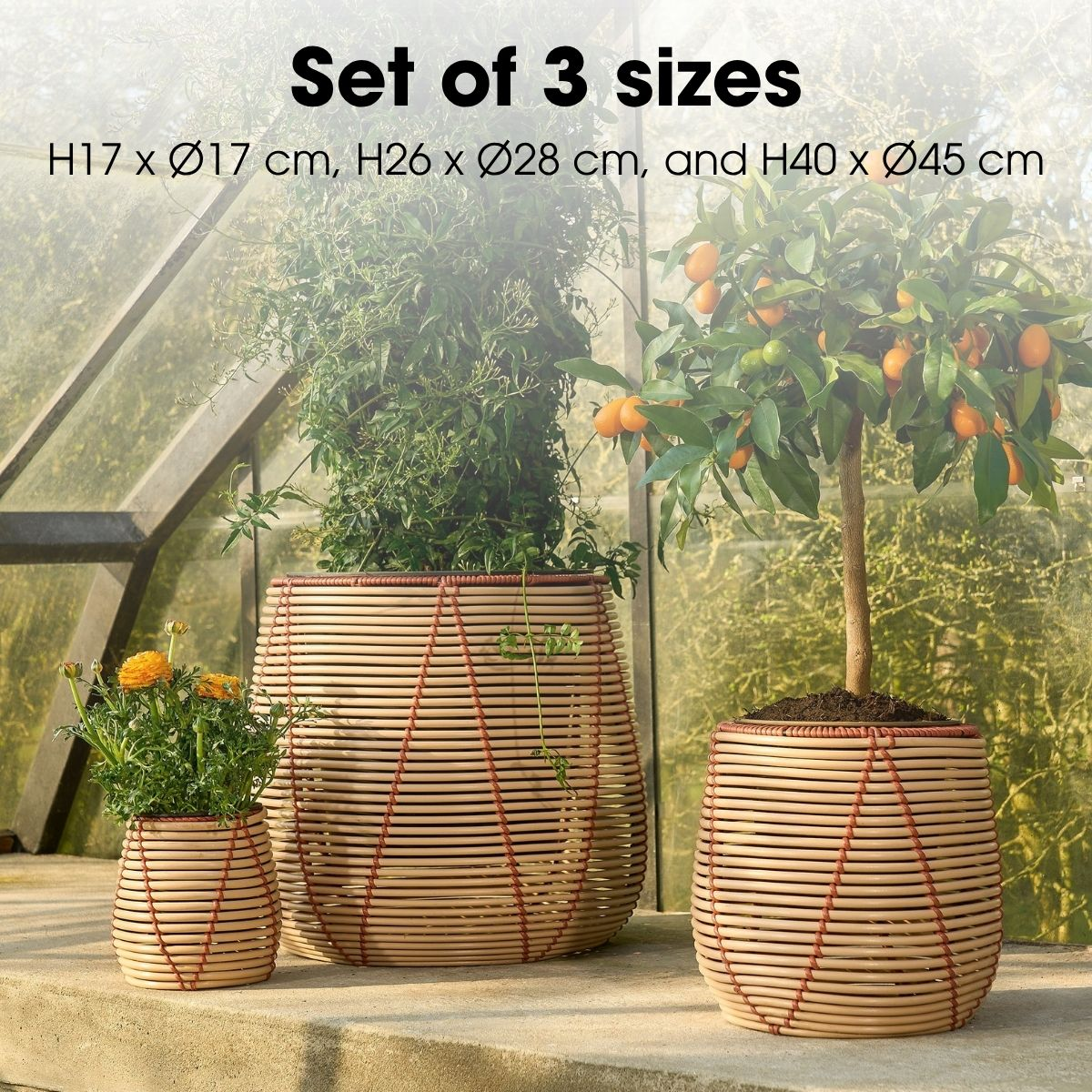 Trois pots en rotin de différentes tailles avec des fleurs et un petit oranger dans une serre.