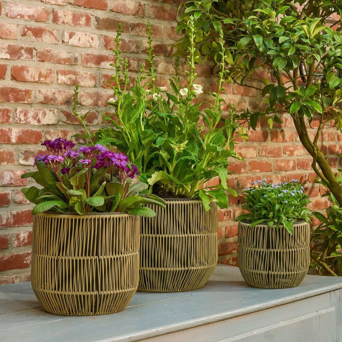 Trois pots en osier vert avec des fleurs colorées sur une table en bois devant un mur en briques.
