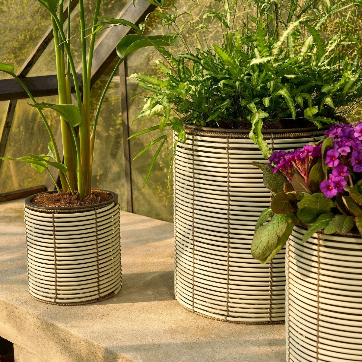 Trois pots cylindriques à lamelles blanches avec diverses plantes vertes et fleurs violettes dans une serre.