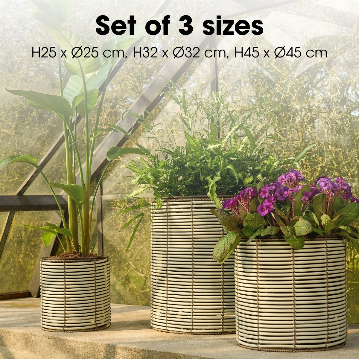 Trois pots de fleurs ronds et rainurés de différentes tailles avec des plantes vertes et des fleurs violettes devant une serre.