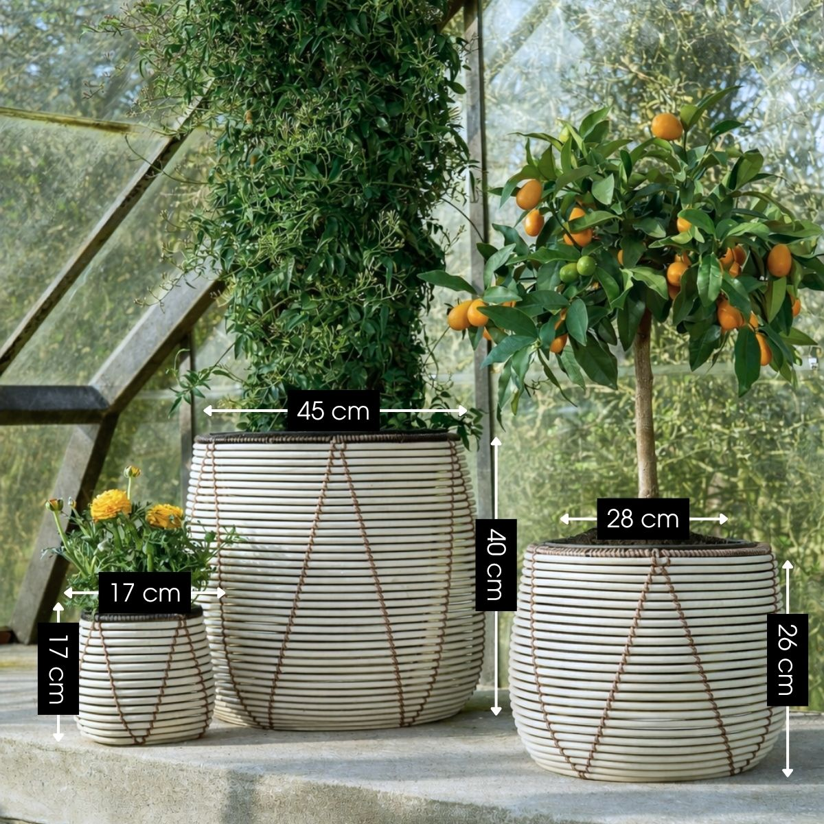 Trois pots en rotin blanc avec des plantes et des dimensions dans une serre.