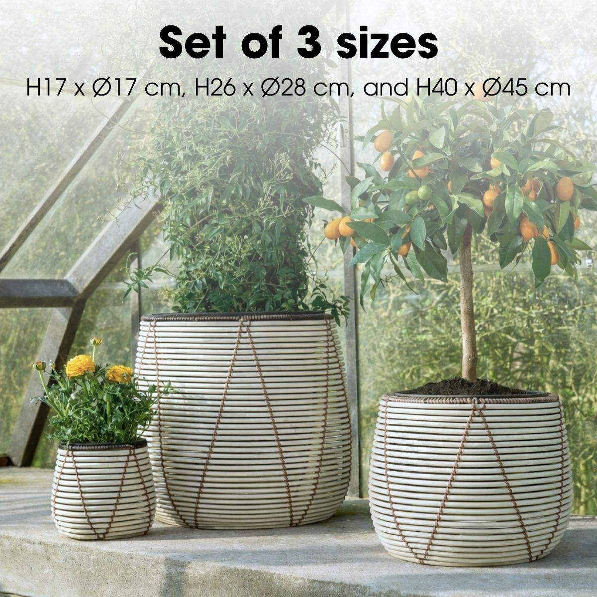 Ensemble de trois pots en rotin blanc avec des détails bruns et des plantes dans une serre.